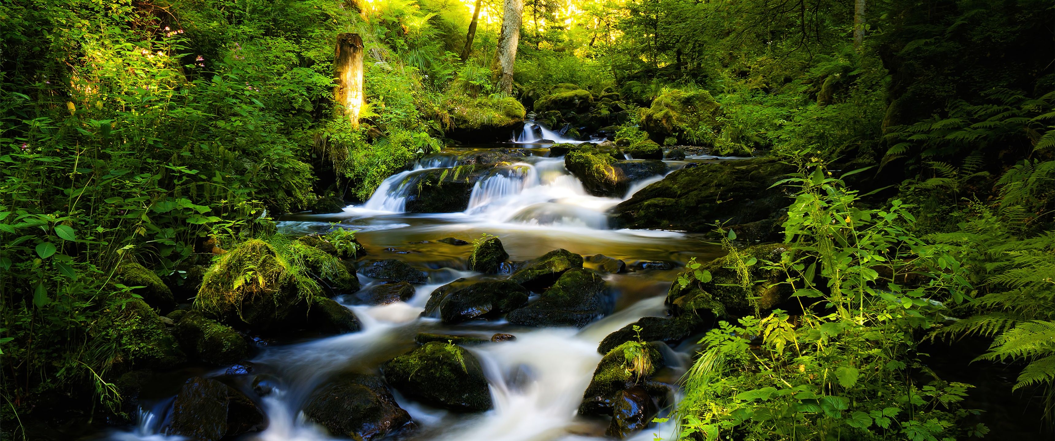 3440x1440 Black Forest Wallpaper 4K, Tropical forest, Waterfall