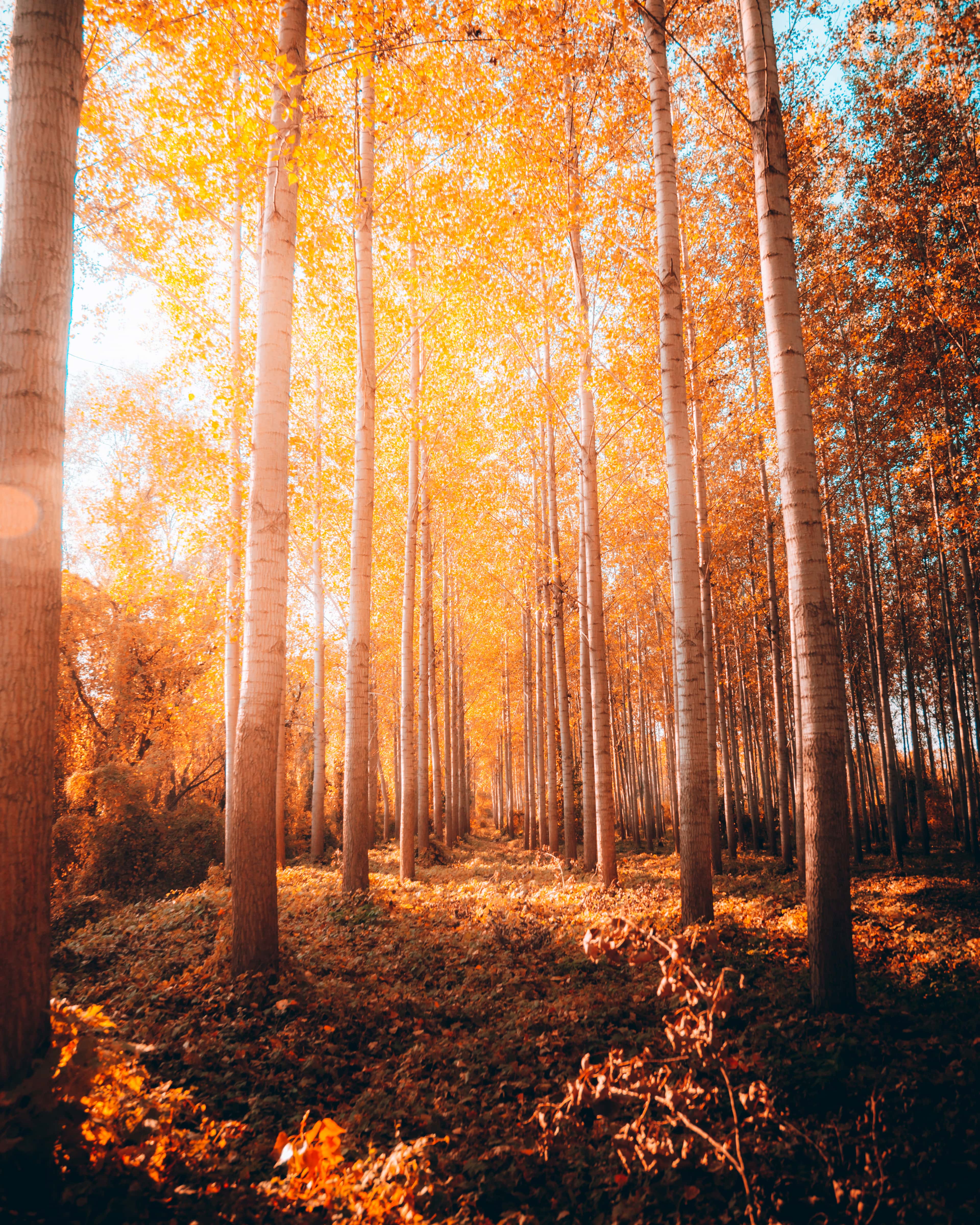 3840x4800 Free picture: sunny, sunspot, sunshine, forest, sunrays, poplar, forest trail, golden glow, park, landscape
