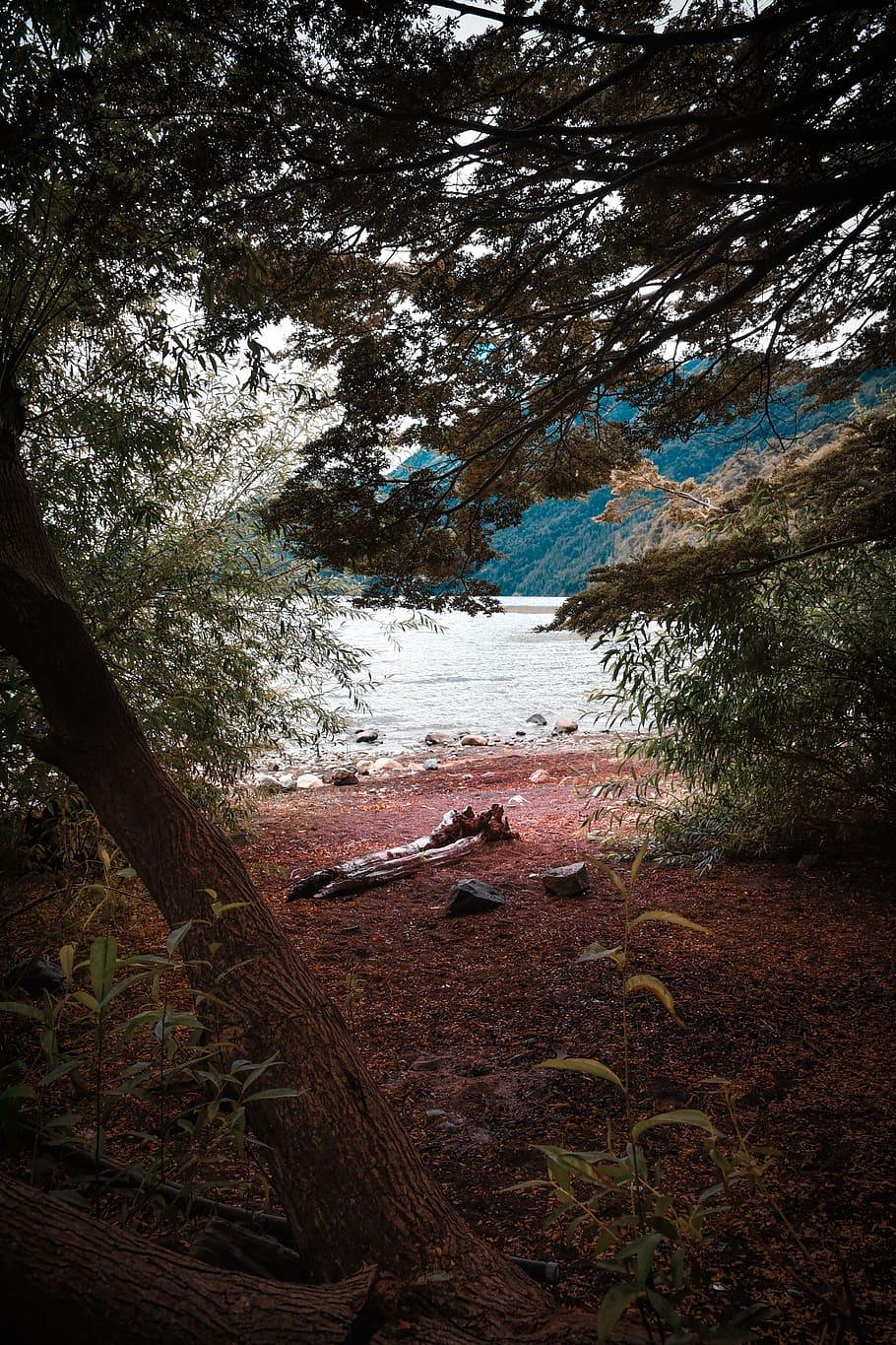 910x1365 HD wallpaper: argentina, san carlos de bariloche, forest, water