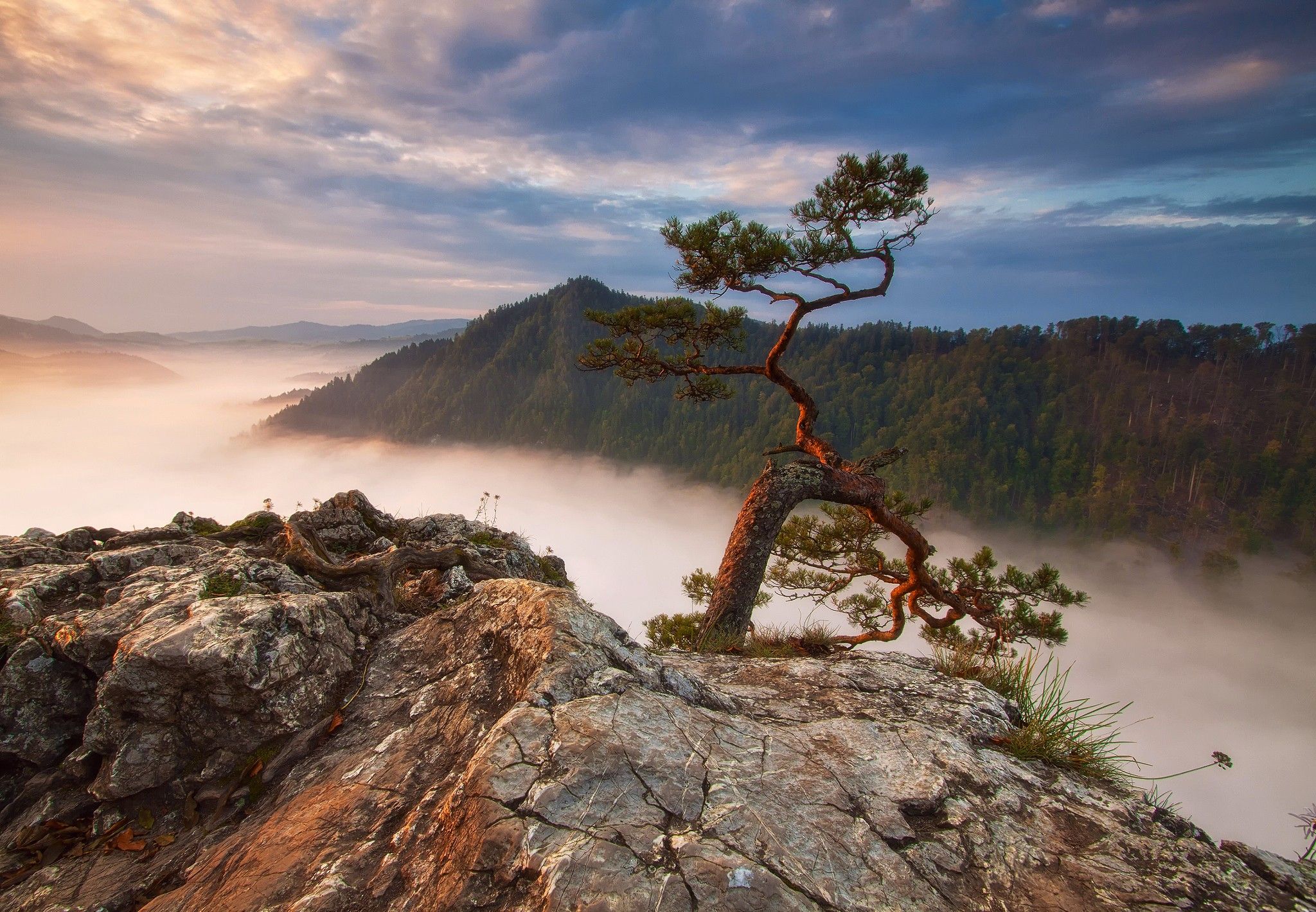 2048x1420 Lonely Twisted Tree Above Misty Mountain Forest