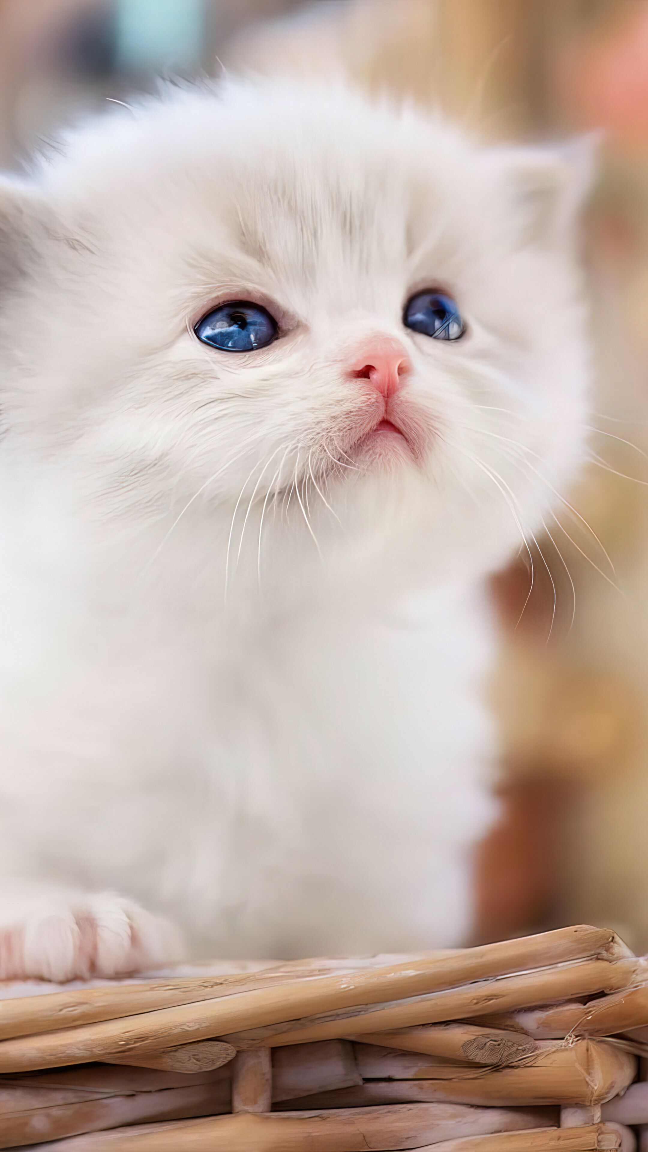 2160x3840 Cat Wallpaper