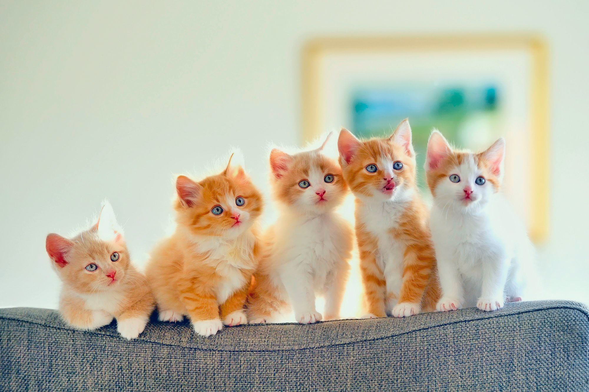 2000x1333 Cat Phone Wallpaper: Free 4K & HD Downloads