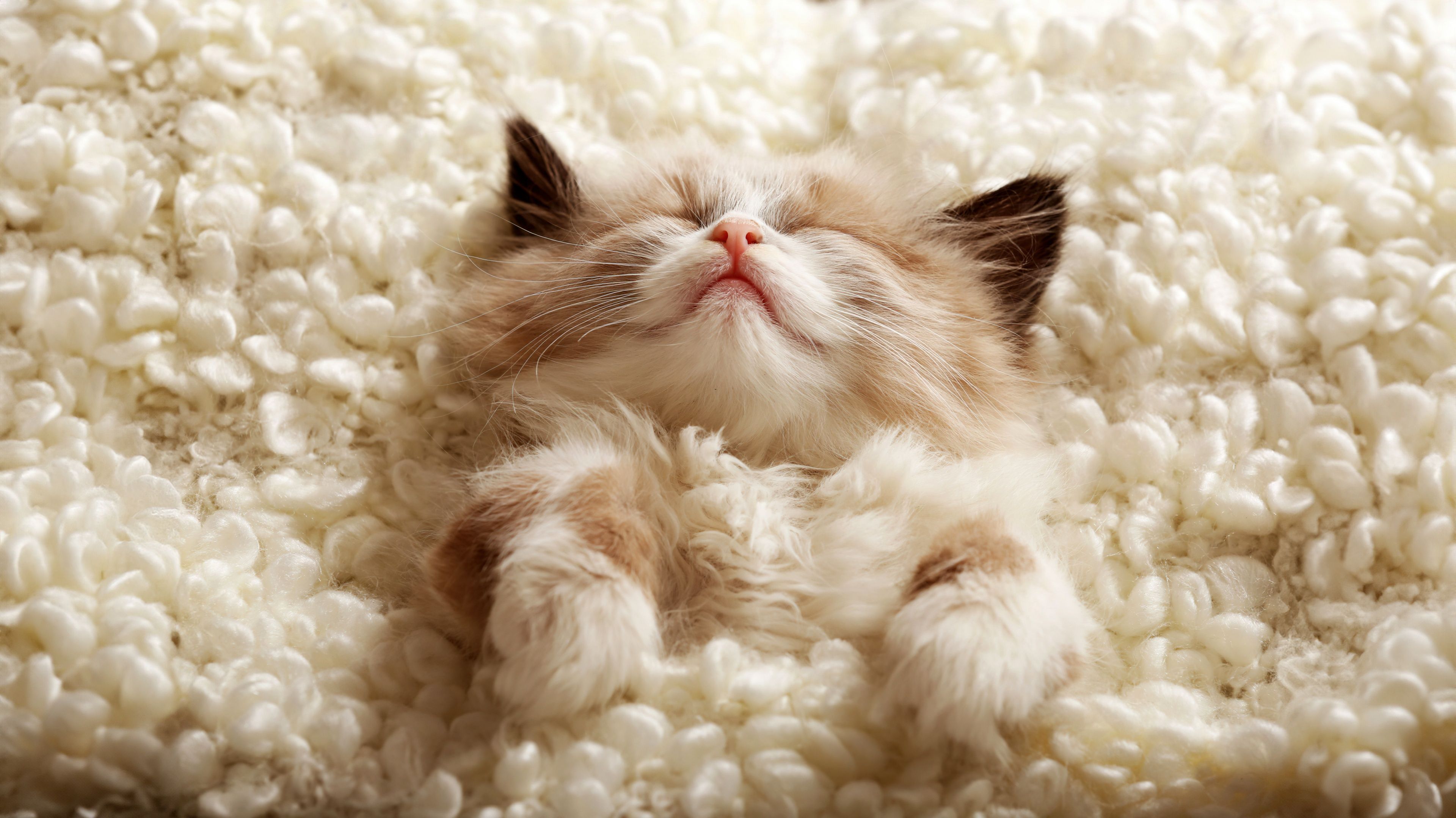 3840x2160 Fluffy Wallpaper 4K, Cute Kitten, Furry, Cozy