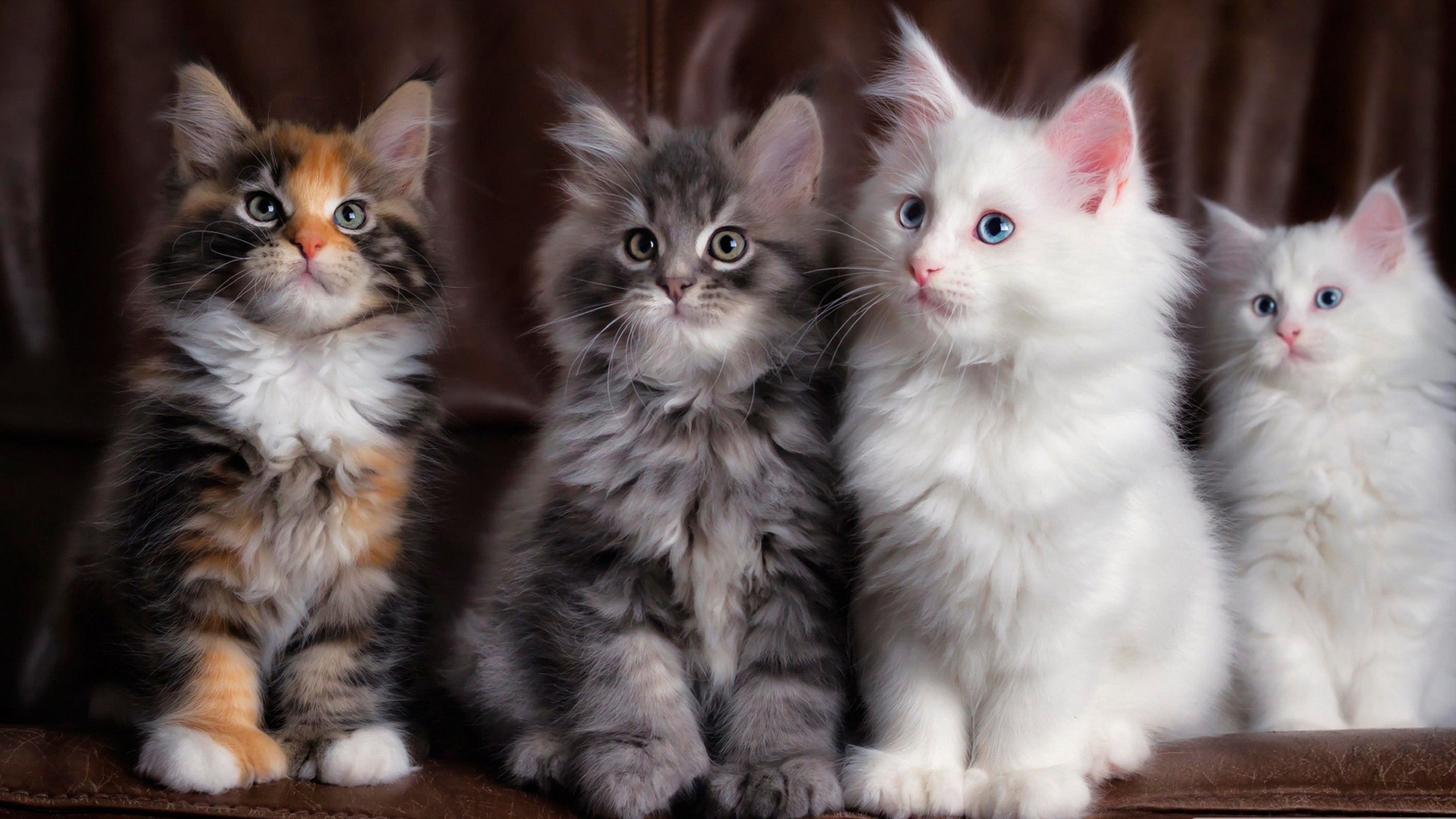 3840x2160 White Brown White Black Funny Cat Kittens Face Eyes 4K HD Funny Cat Wallpaper