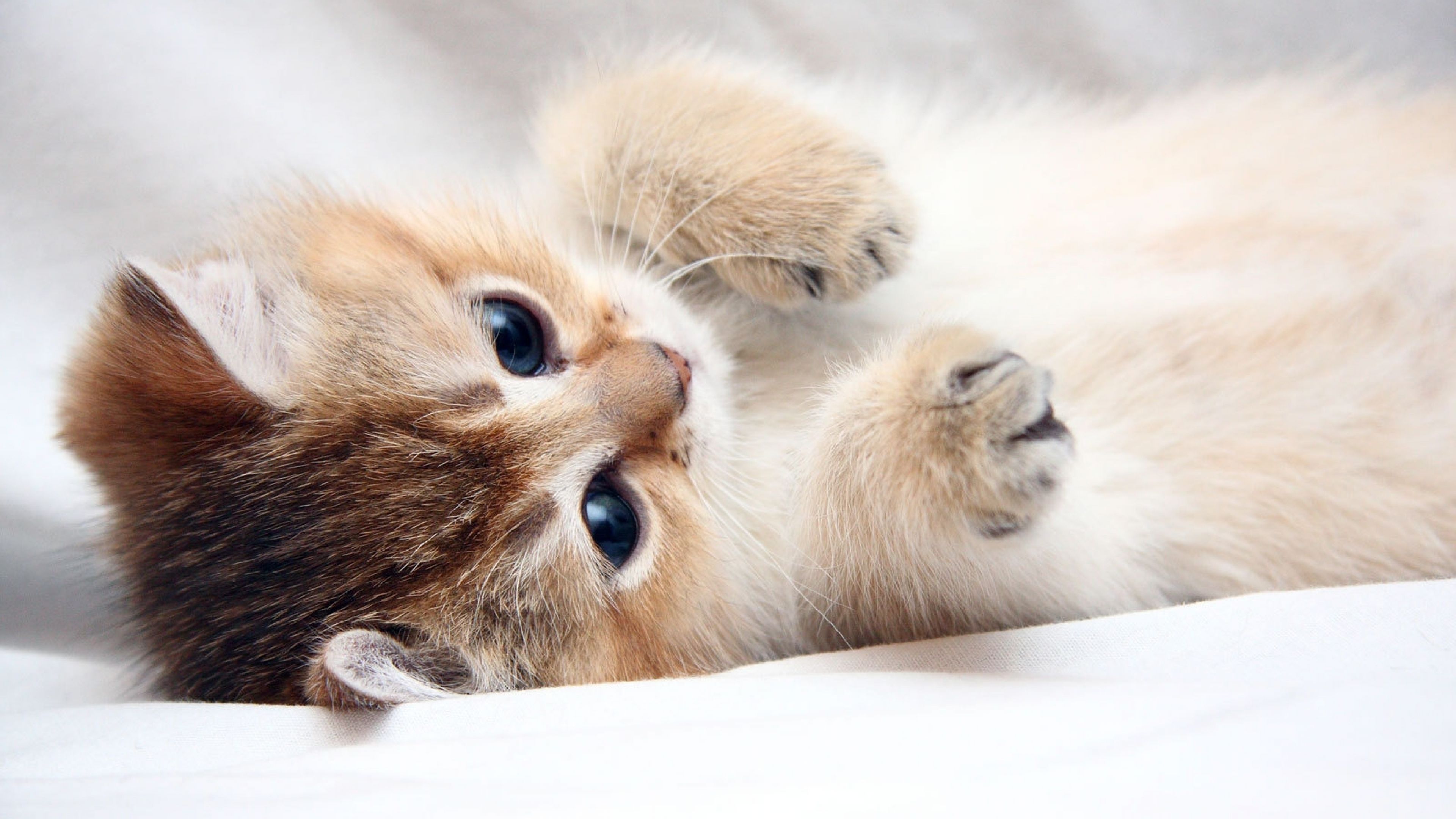 3840x2160 Cute Cats 4k Wallpaper