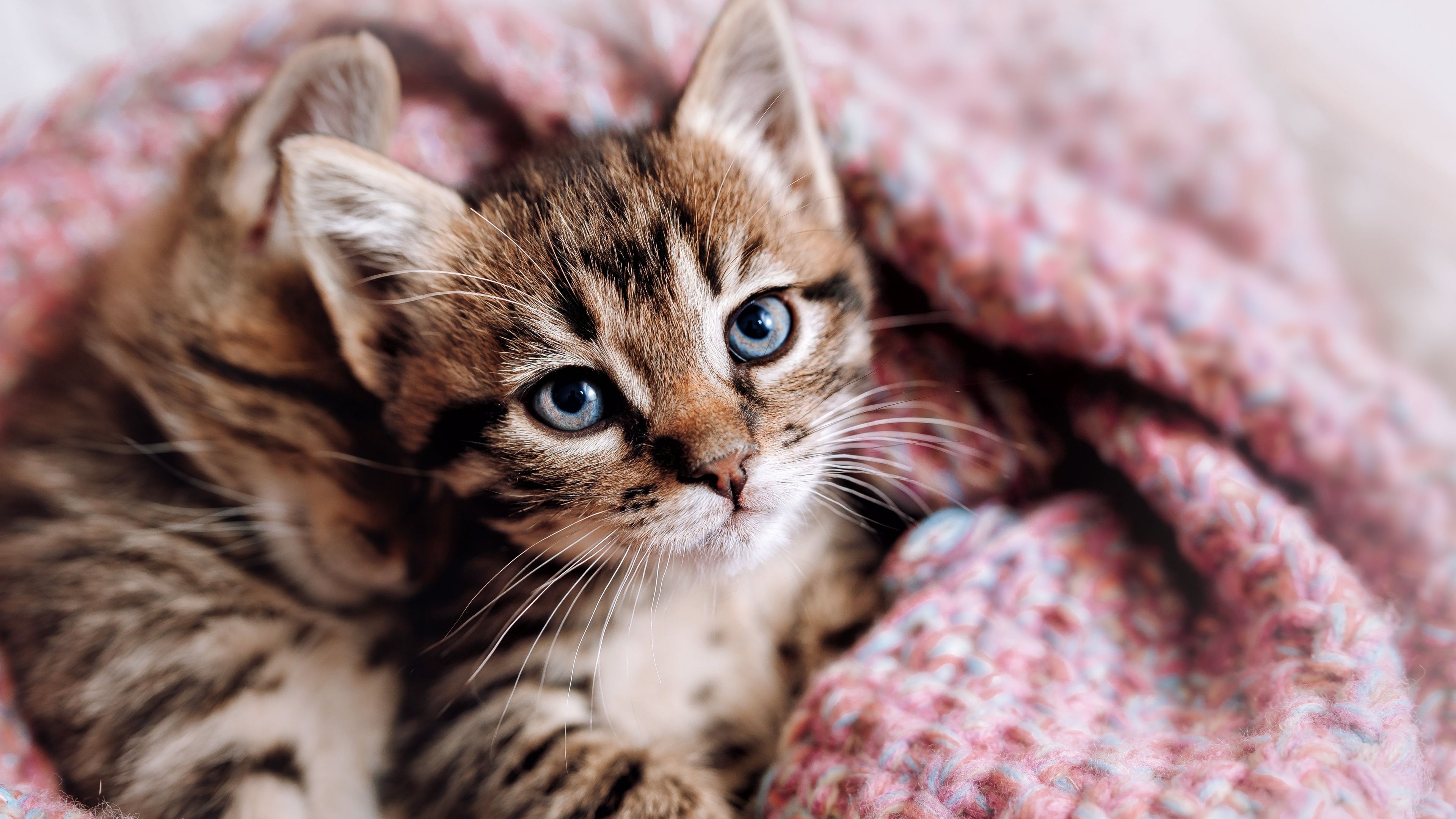 3840x2160 Cute Kitten Wallpaper 4K, Aesthetic, Cozy, 5K