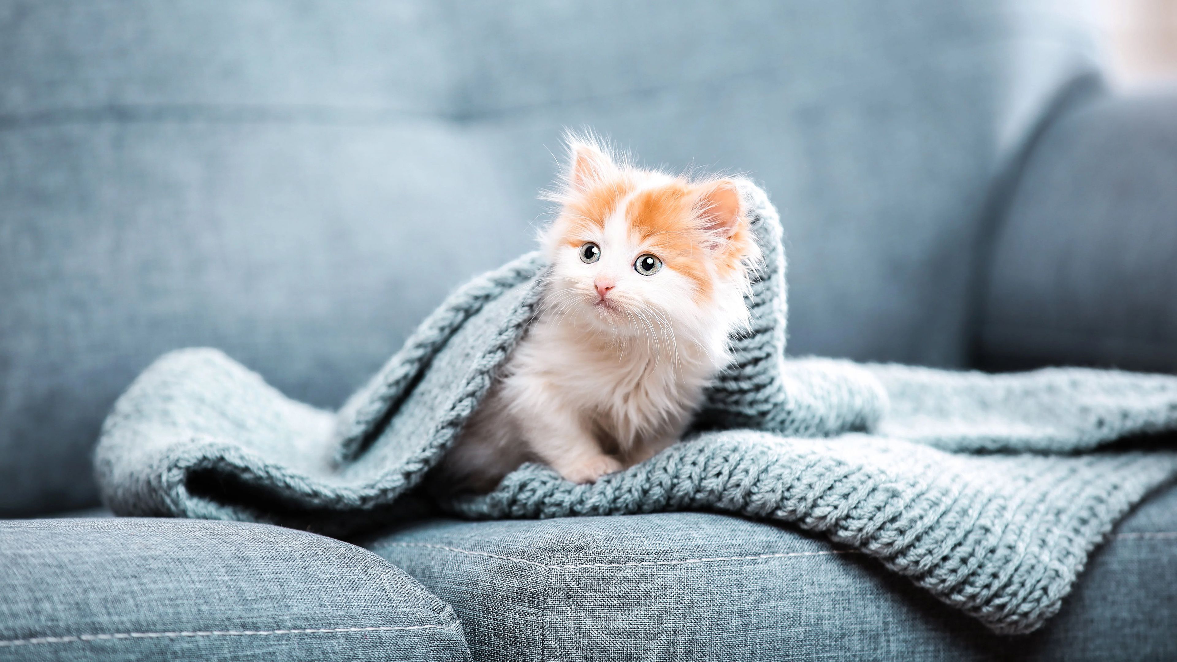 3840x2160 Cute Brown White Cat Kitten Is Sitting On Couch Under Ash Woolen Knitted Cloth In Blur Background 4K HD Kitten Wallpaper