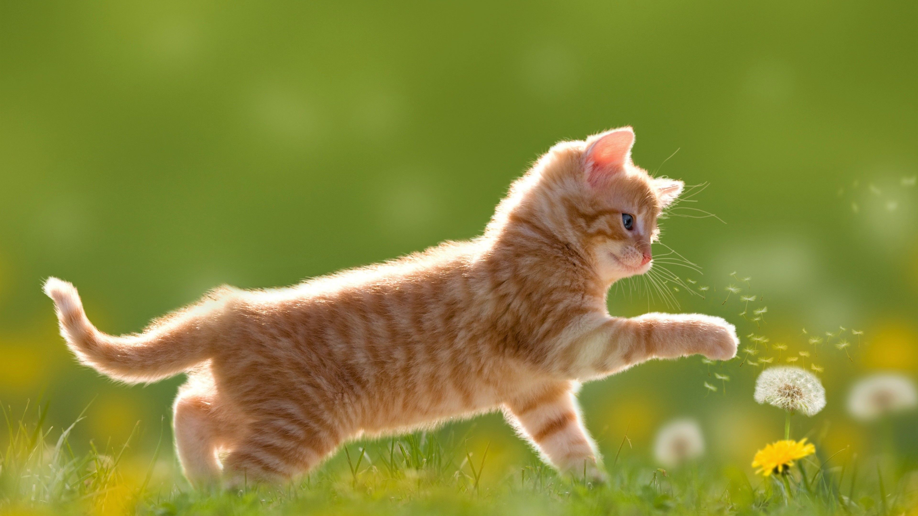 3840x2160 Baby Cat 4k Wallpaper