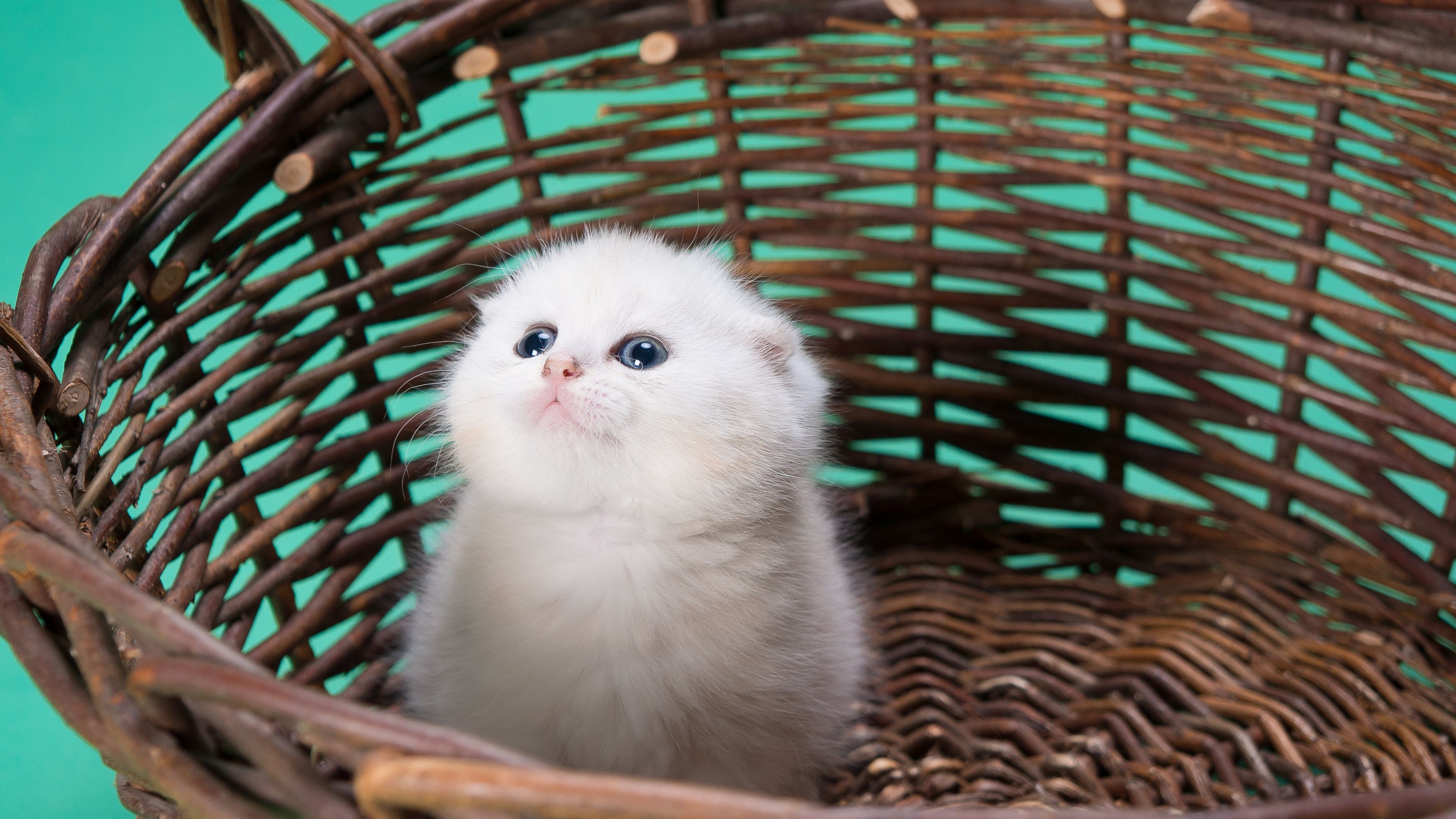 3840x2160 White cat Wallpaper 4K, Kitty, Basket, Puppy