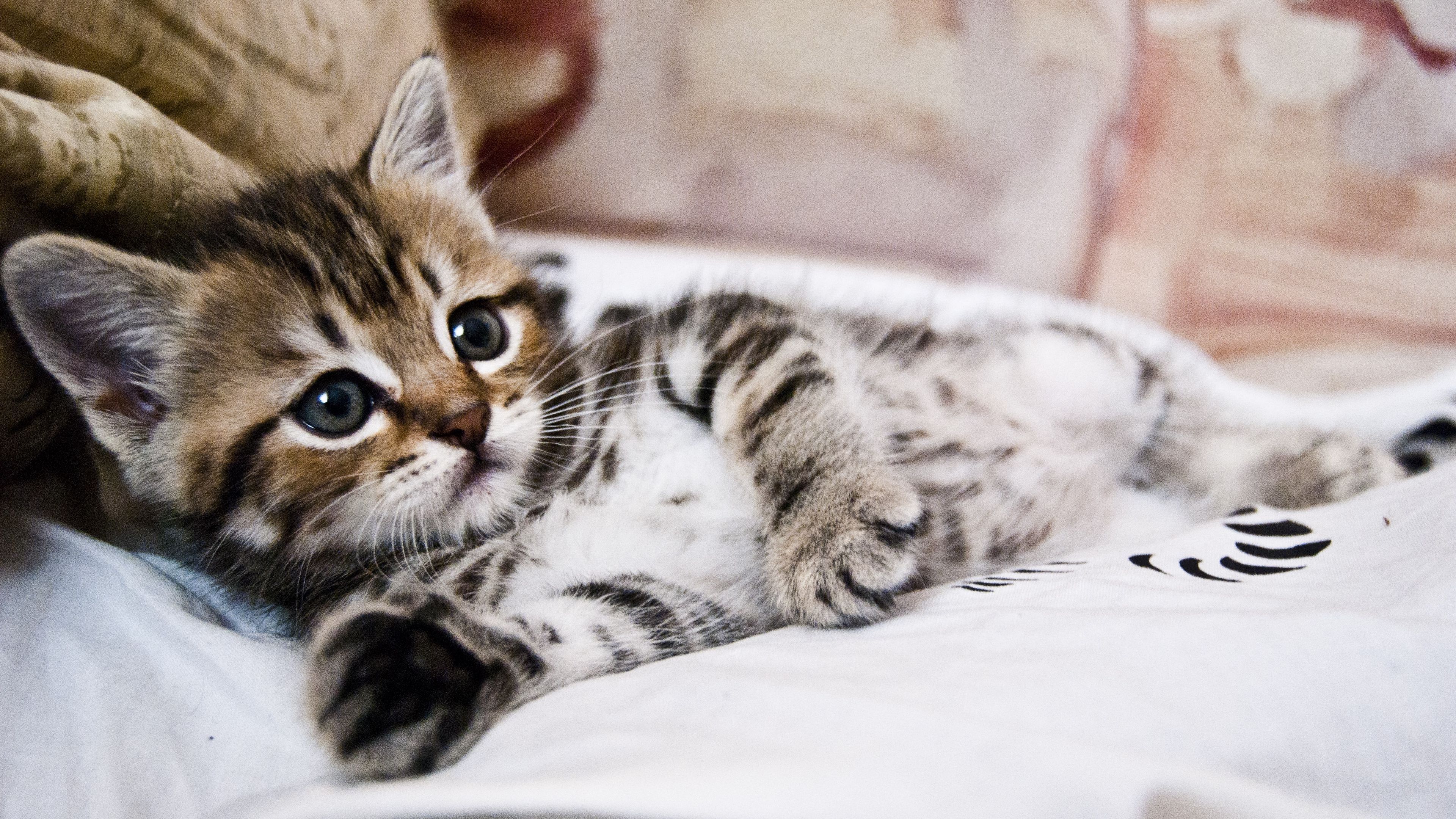 3840x2160 Black Eyes Cat Kitten Lying Striped Small Stare Look White Bed Blur Background 4K HD Cat Wallpaper