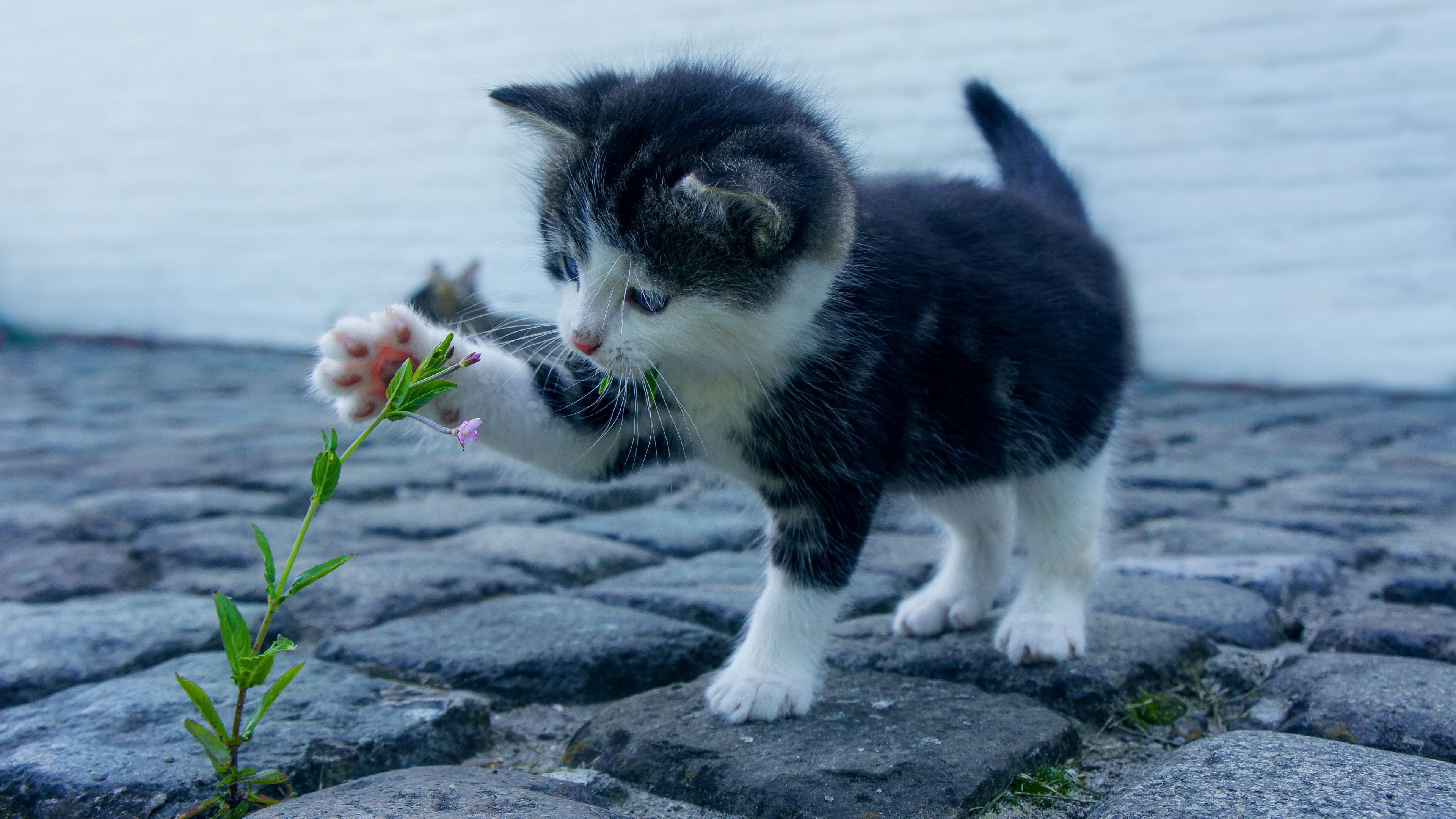 3840x2160 Kitten Wallpaper 4K, Adorable, Kitty, Pet, Cute Cat