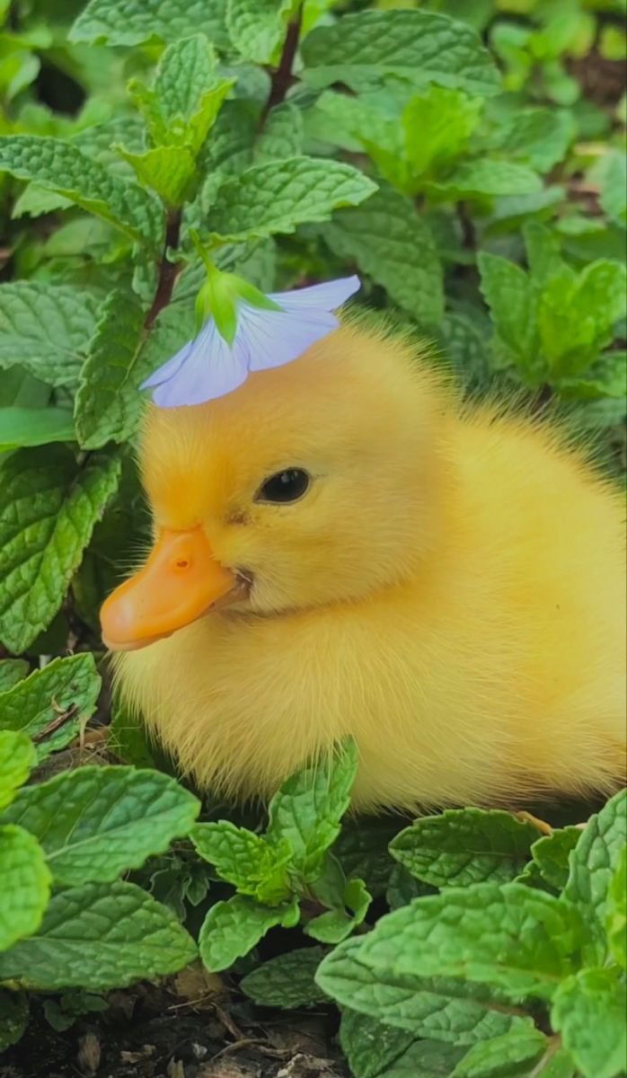 698x1200 cute duck aesthetic