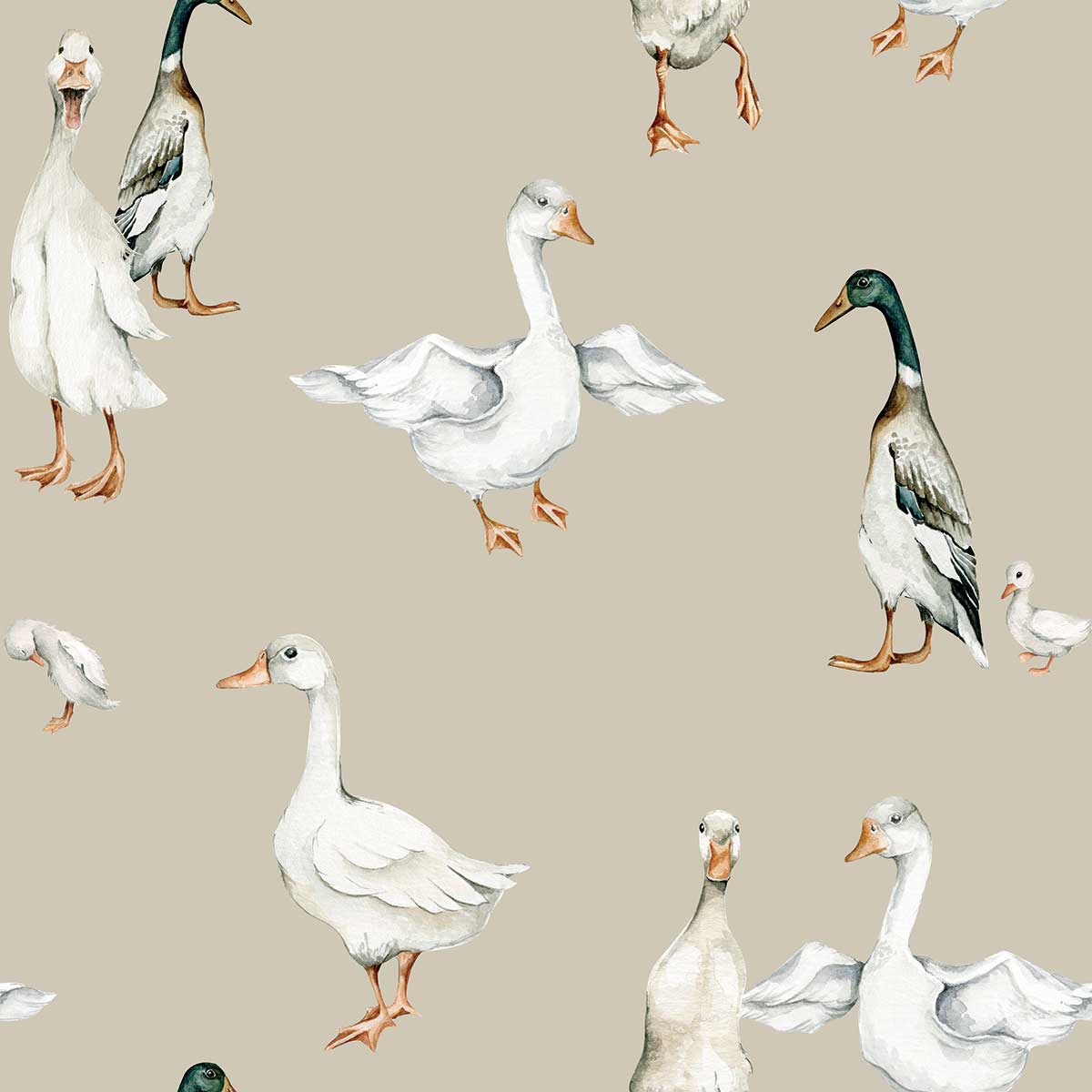 1200x1200 Mallard Ducks Wallpaper