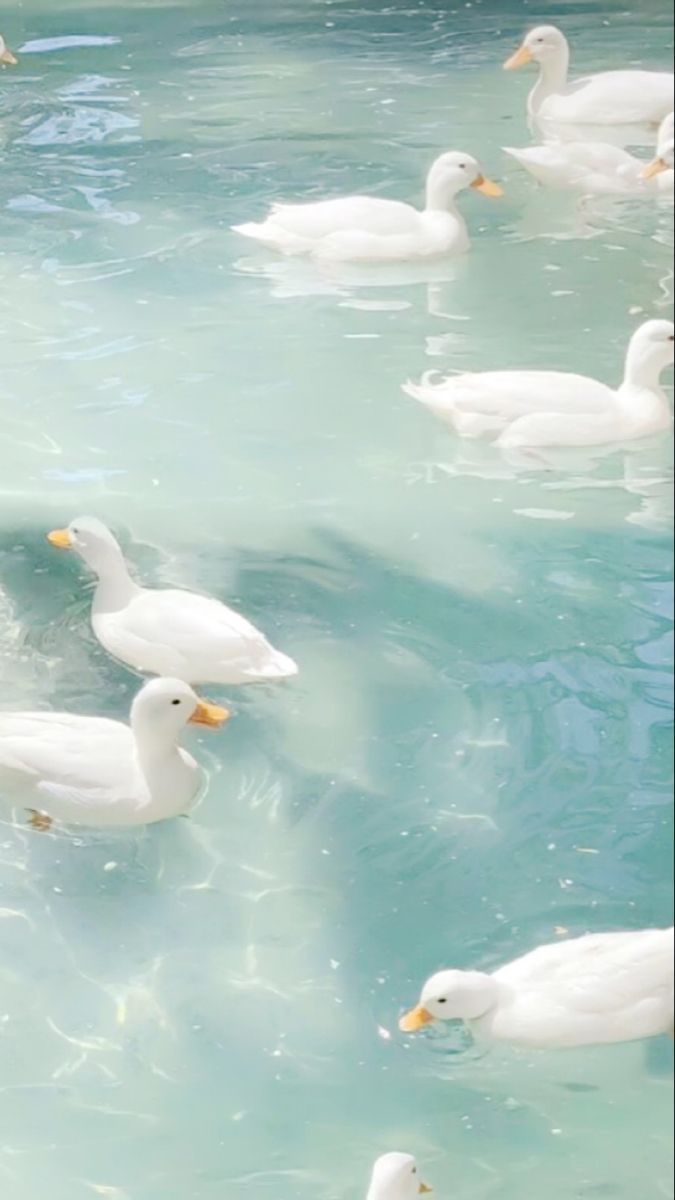 675x1200 Minimalist Scenery Wallpaper for Your Phone. Aesthetic ducks, Ducks swimming, Cute wallpaper for lockscreen