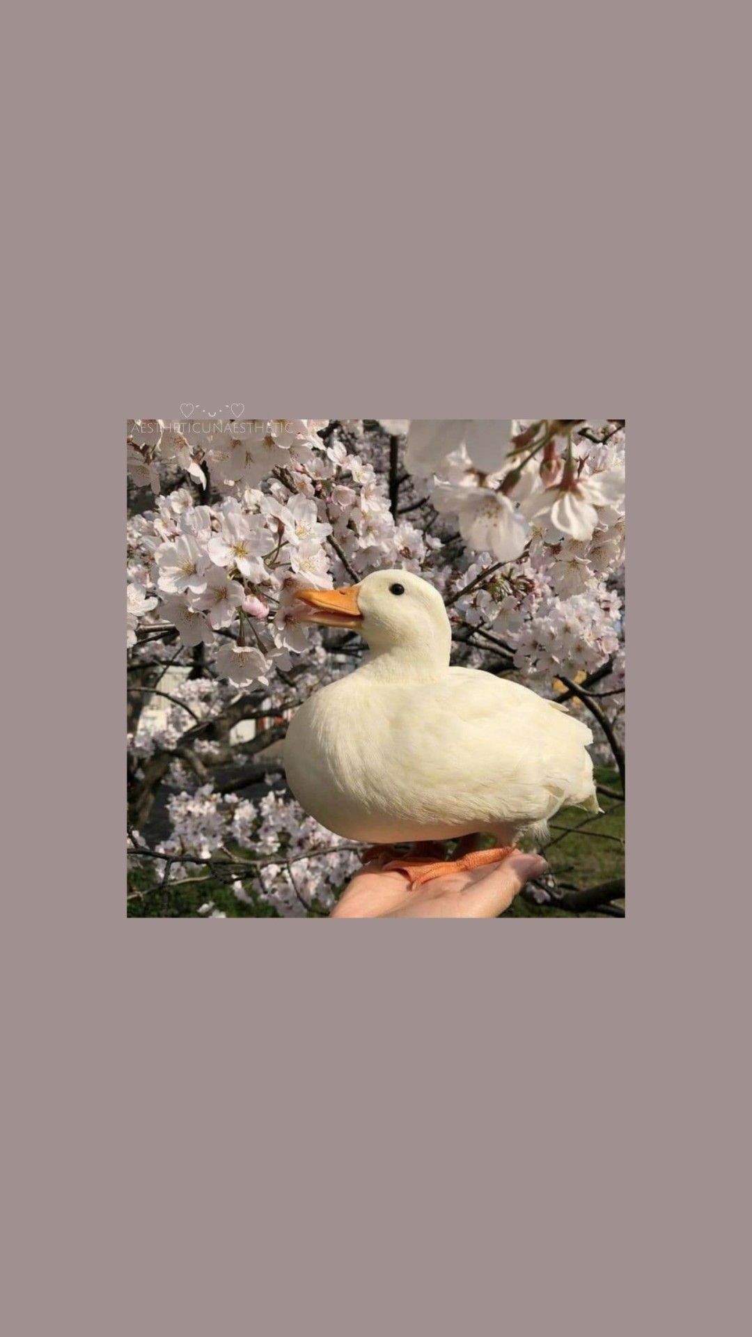 1080x1920 Duck Aesthetic Wallpaper