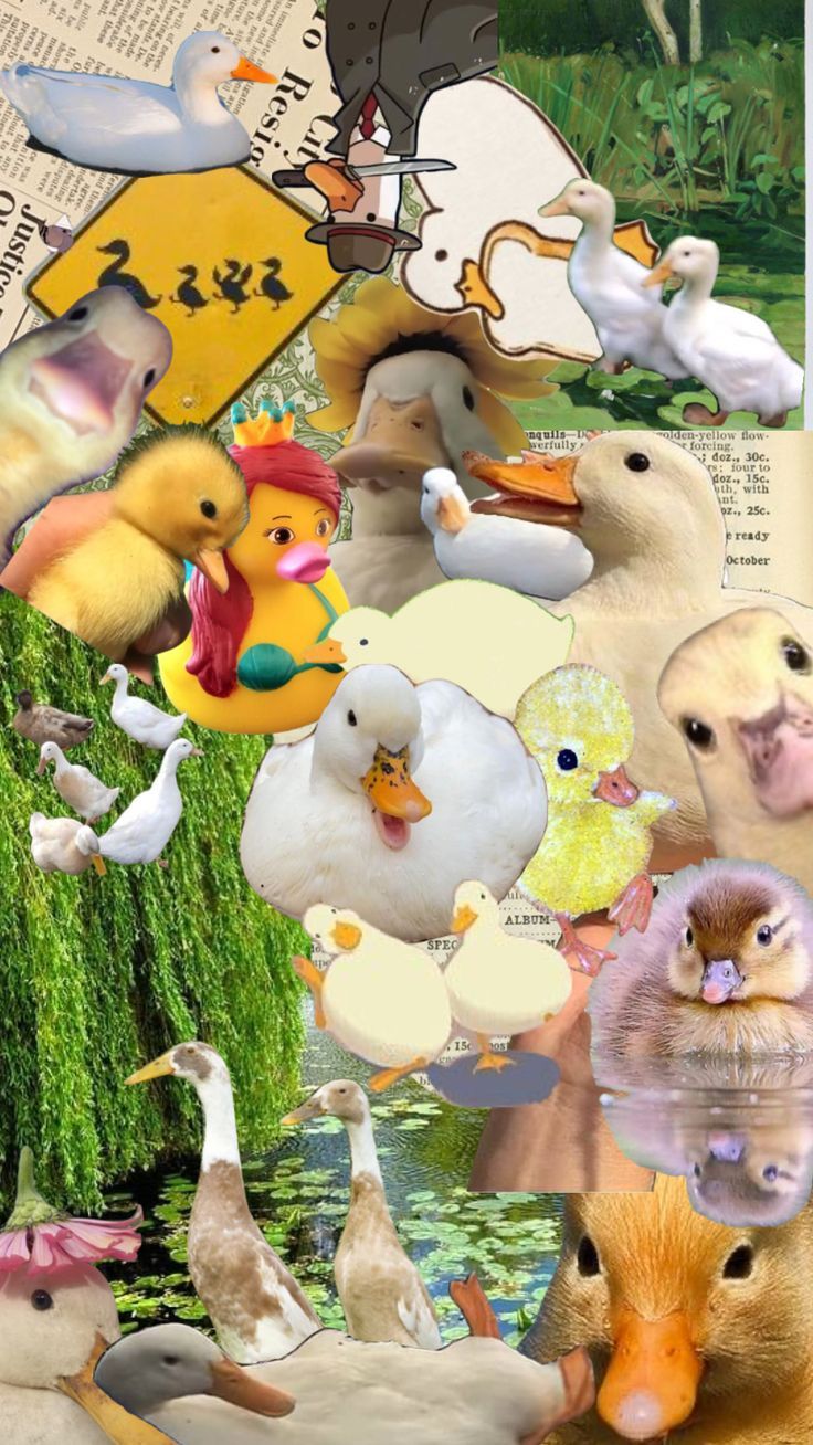 736x1308 Duck Wallpaper Collage for Phone Background. Cute ducks aesthetic wallpaper, Duck green, Duckcore