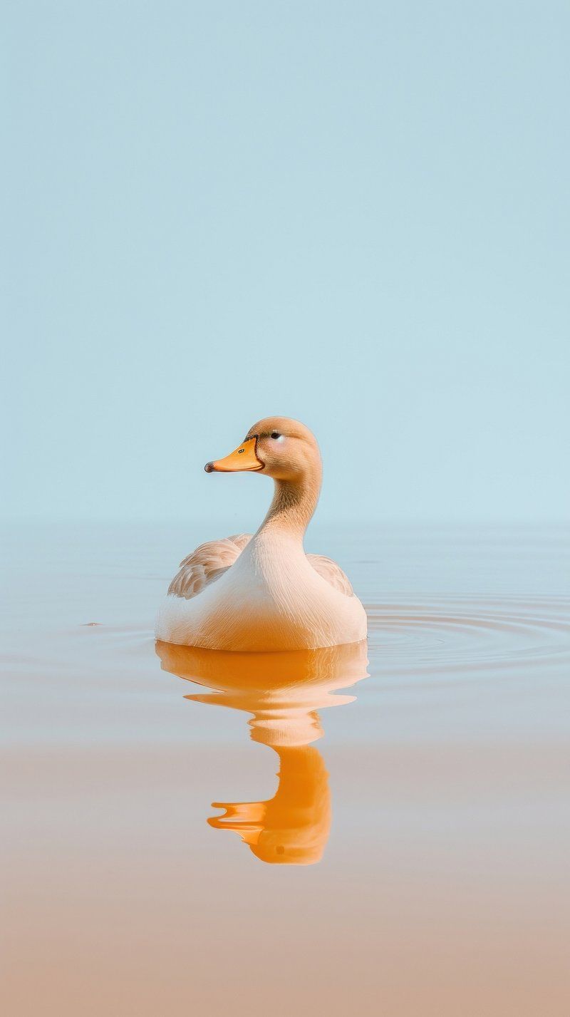 800x1427 Duck Wallpaper iPhone Image Wallpaper