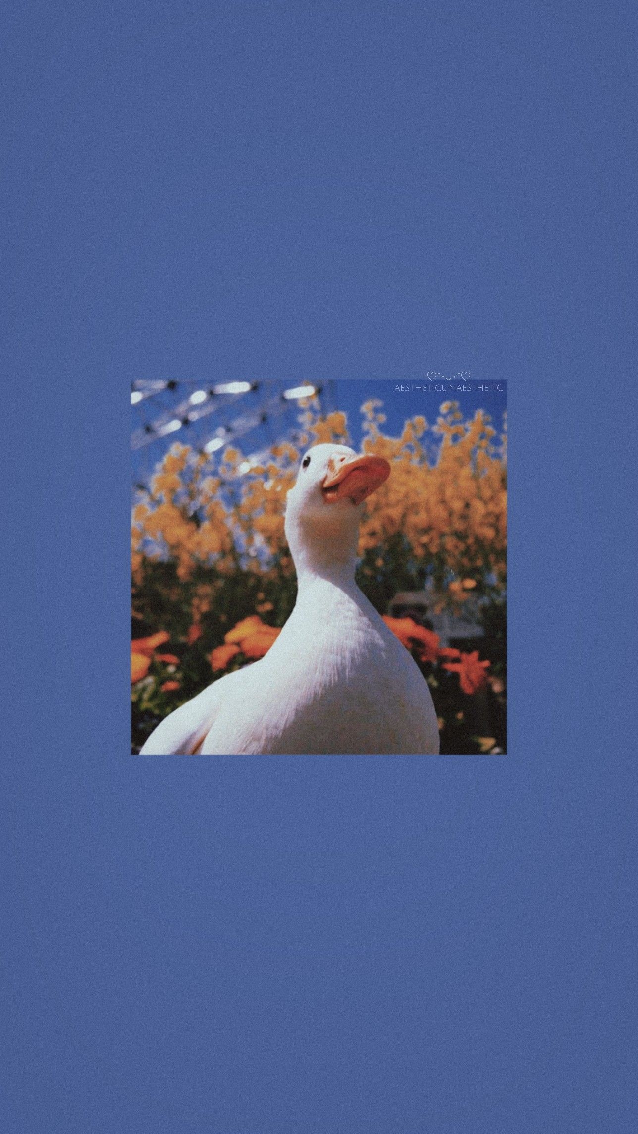 1288x2289 Duck wallpaper