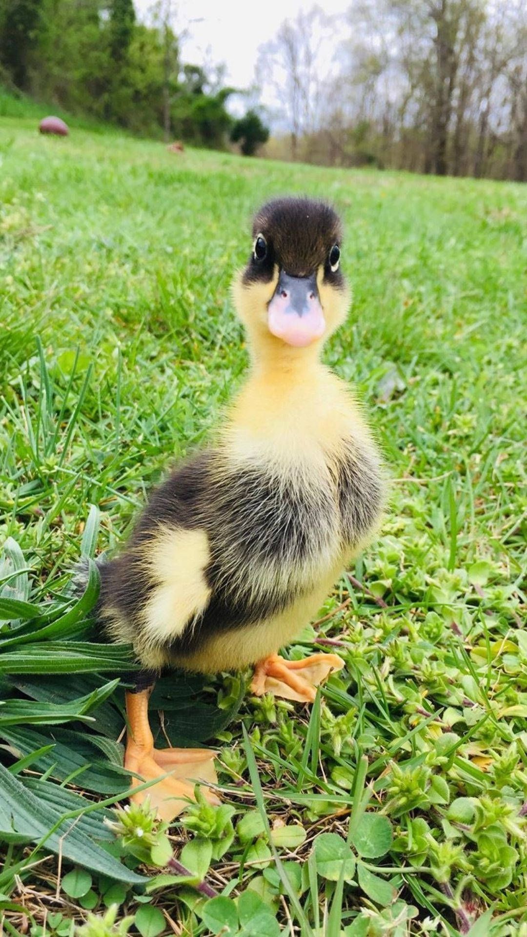 1080x1920 Download Glaring Baby Duck Wallpaper