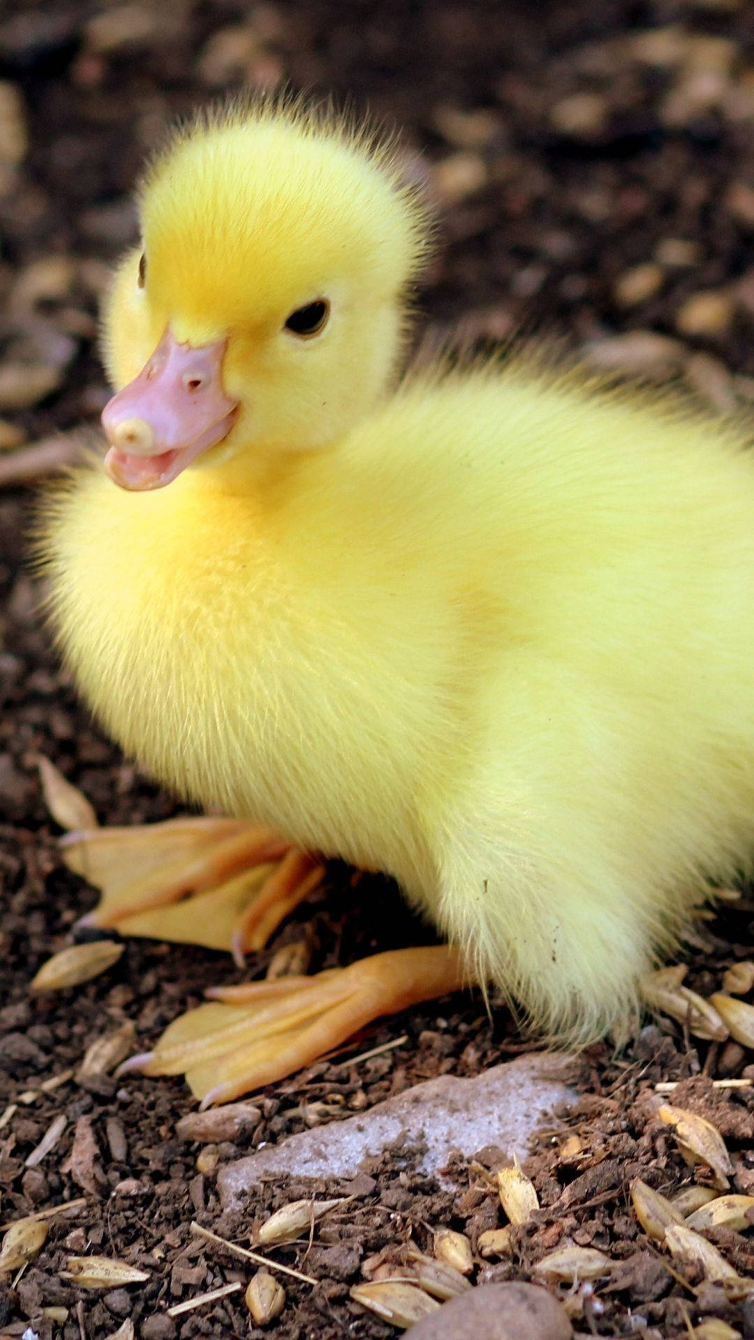 1080x1920 Download Duck Wallpaper