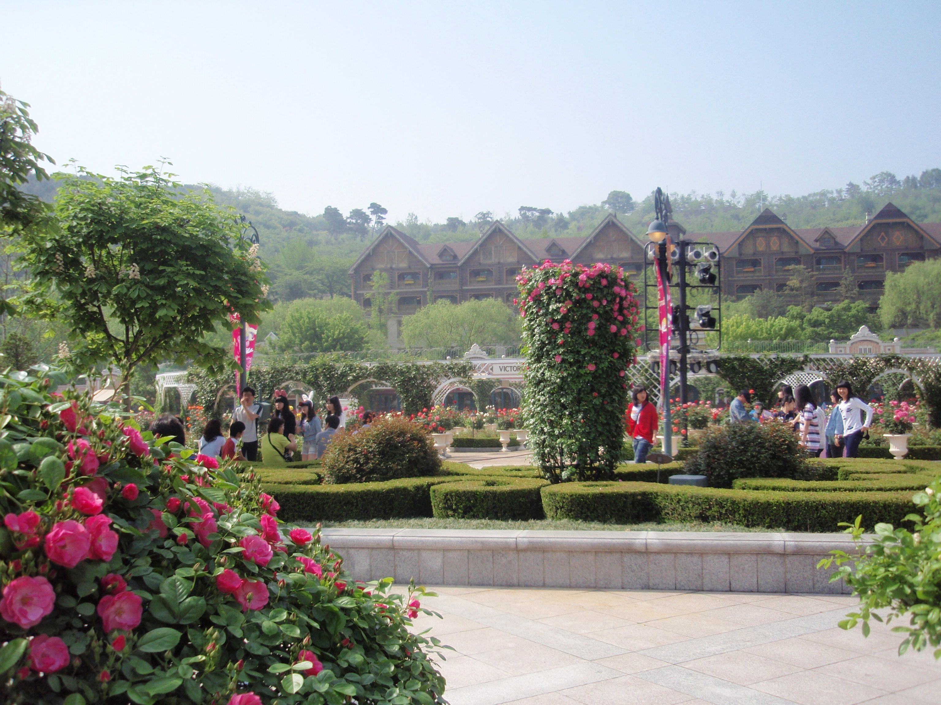3072x2304 Everland rose (에버랜드 장미원)