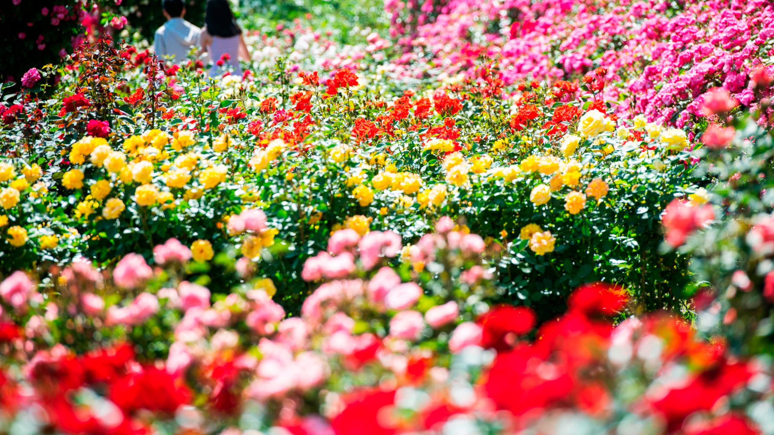 2560x1440 So many ways to enjoy roses at Everland C&T Newsroom