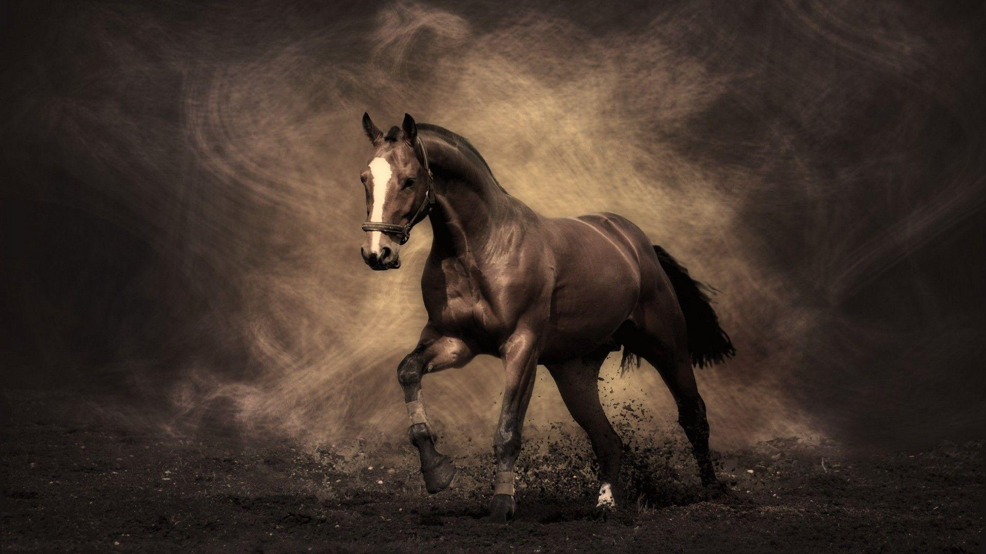 Horse 4k Wallpapers - Top Free Horse 4k Backgrounds - WallpaperAccess