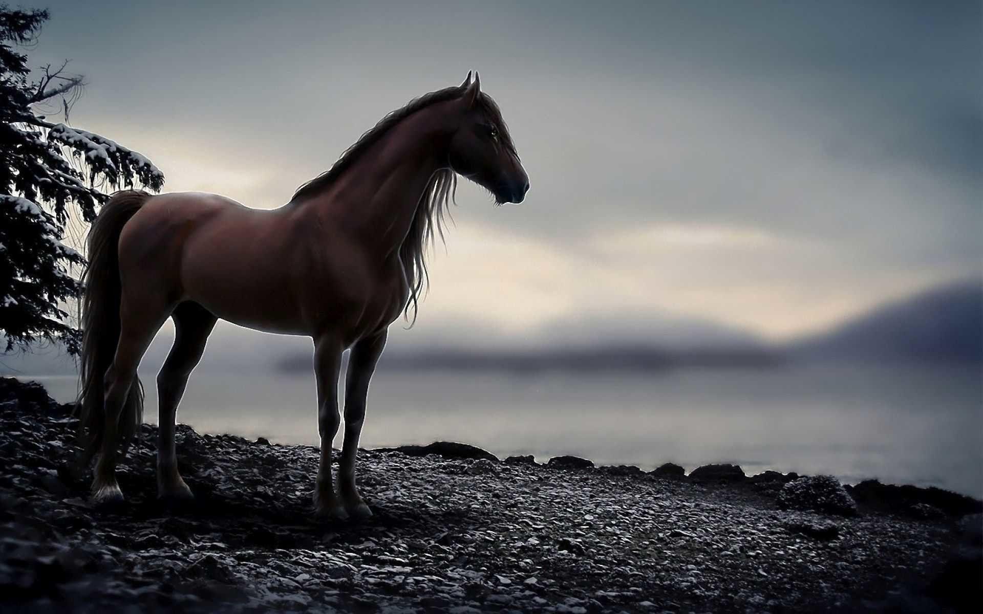1920x1200 Arabian Horse Wallpaper
