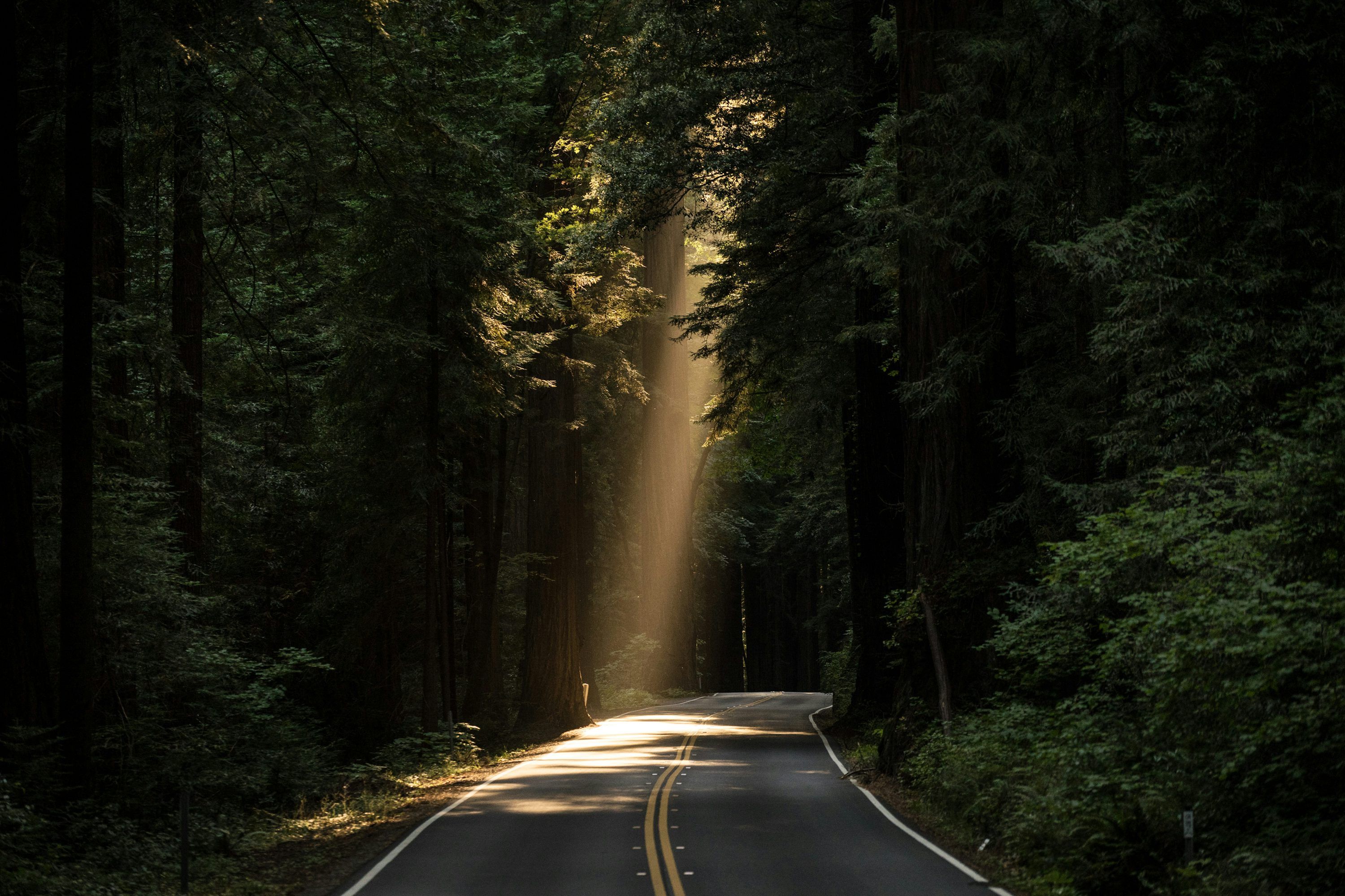 3000x2000 Forest Wallpaper Picture Image