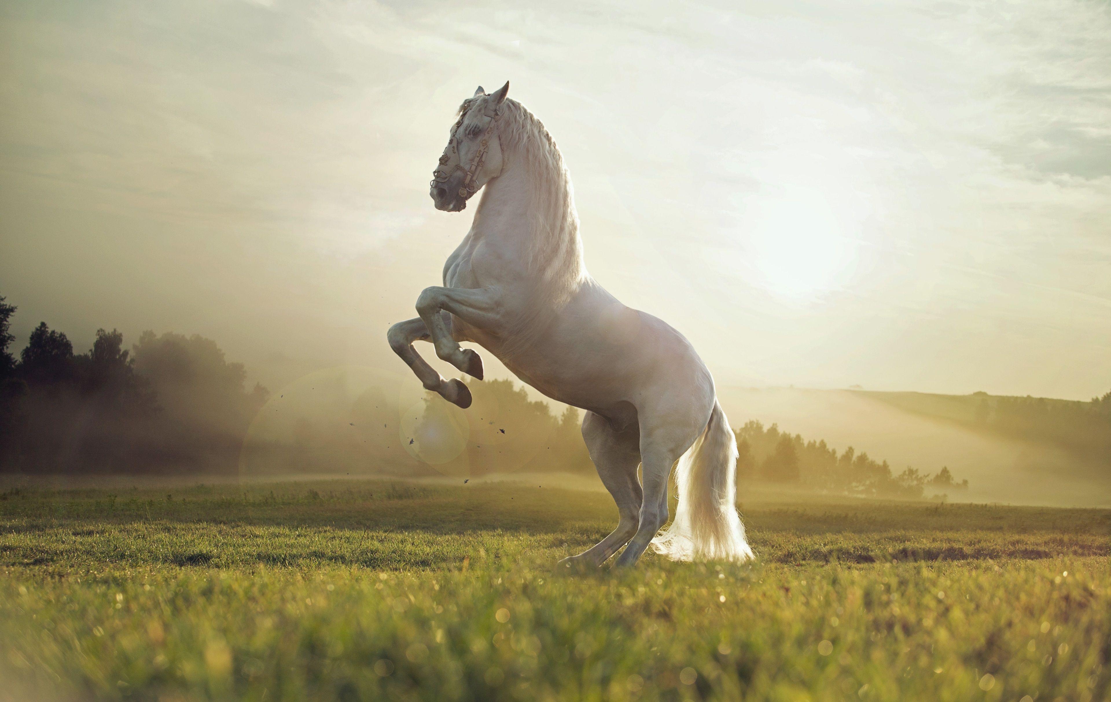 Horse 4K Wallpapers - Top Free Horse 4K Backgrounds - Wallpaperaccess