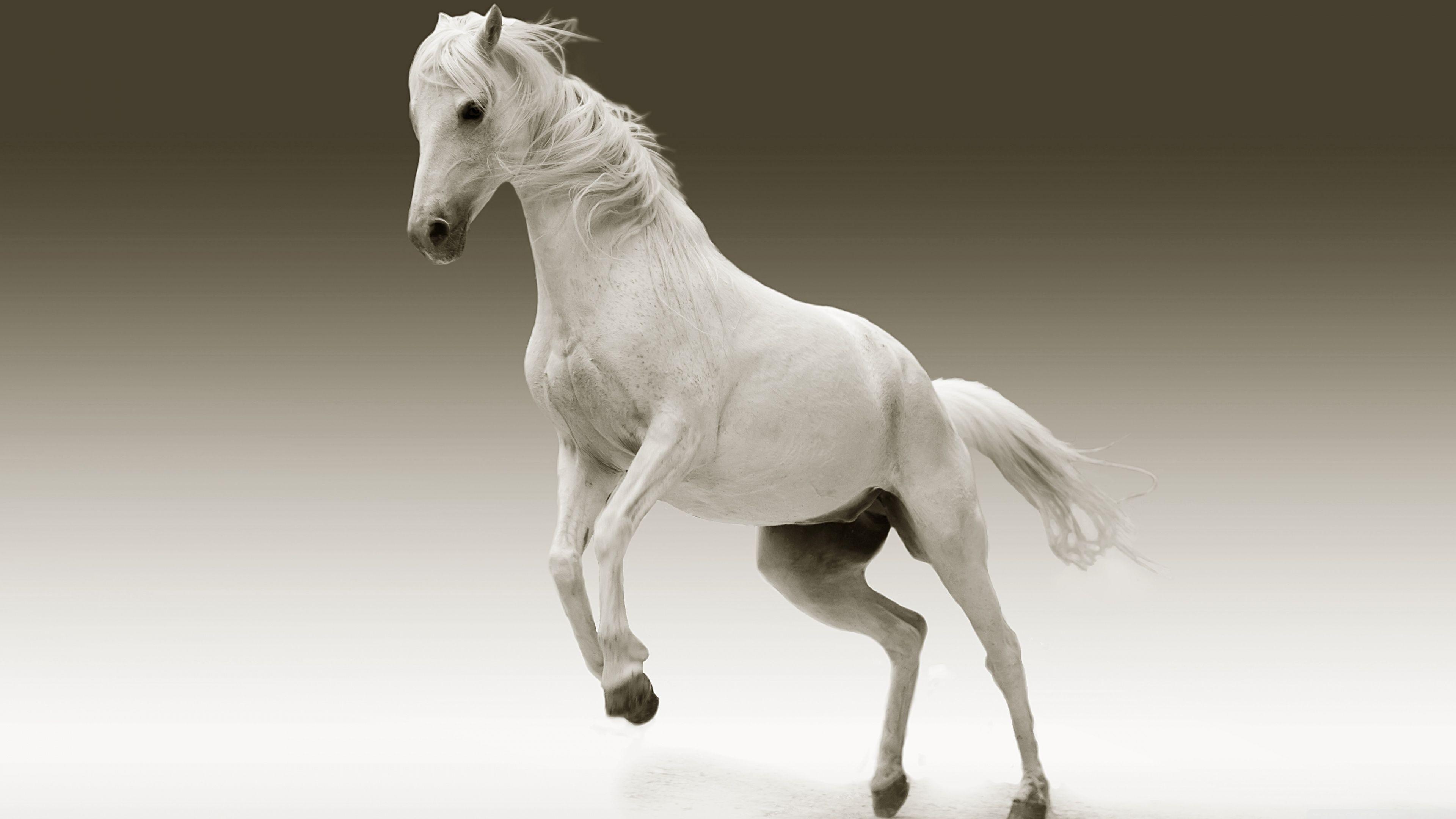 3840x2160 White Horse Ultra HD Desktop Background Wallpaper for 4K UHD TV