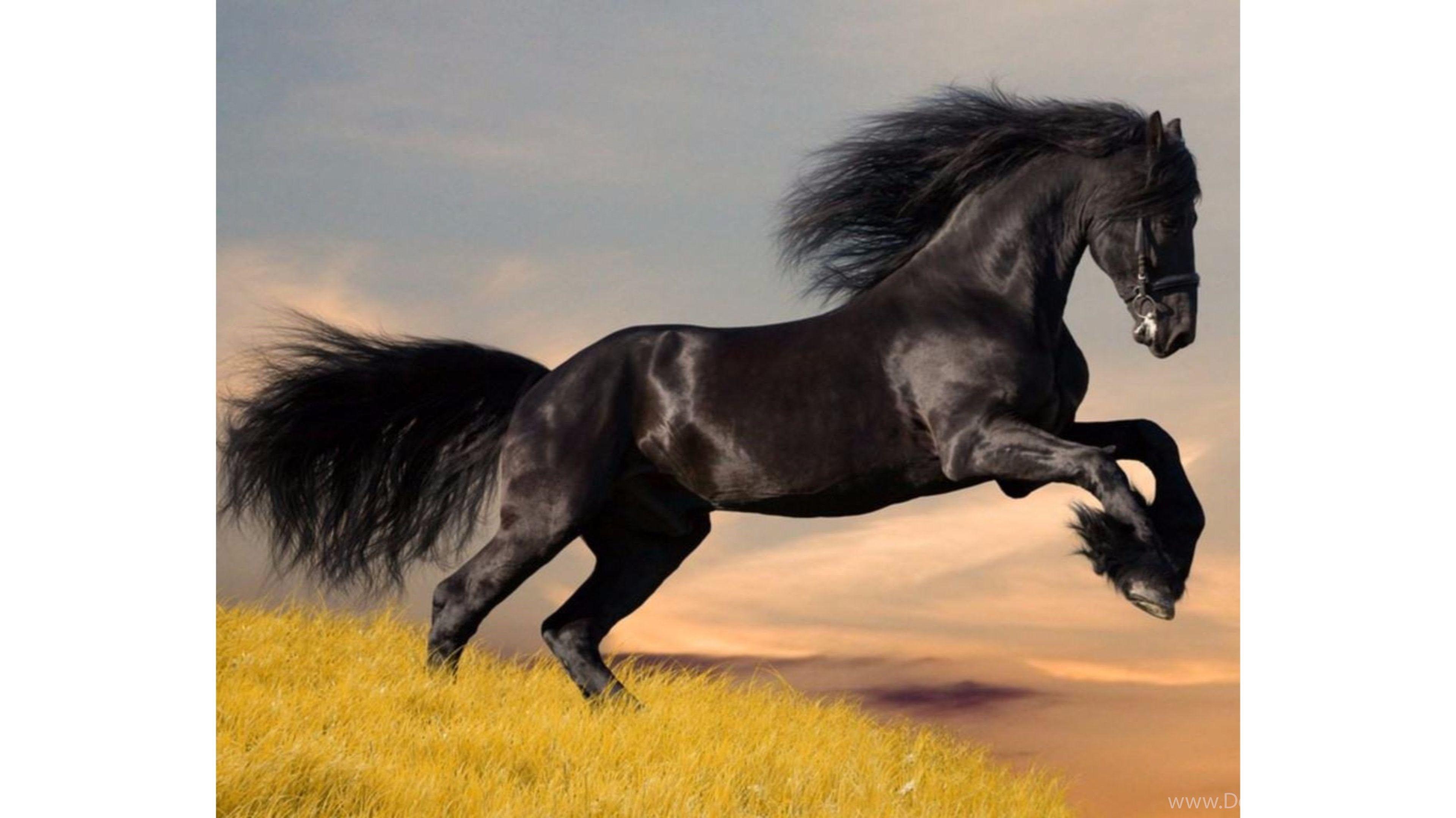 Horse 4k Wallpapers - Top Free Horse 4k Backgrounds - WallpaperAccess