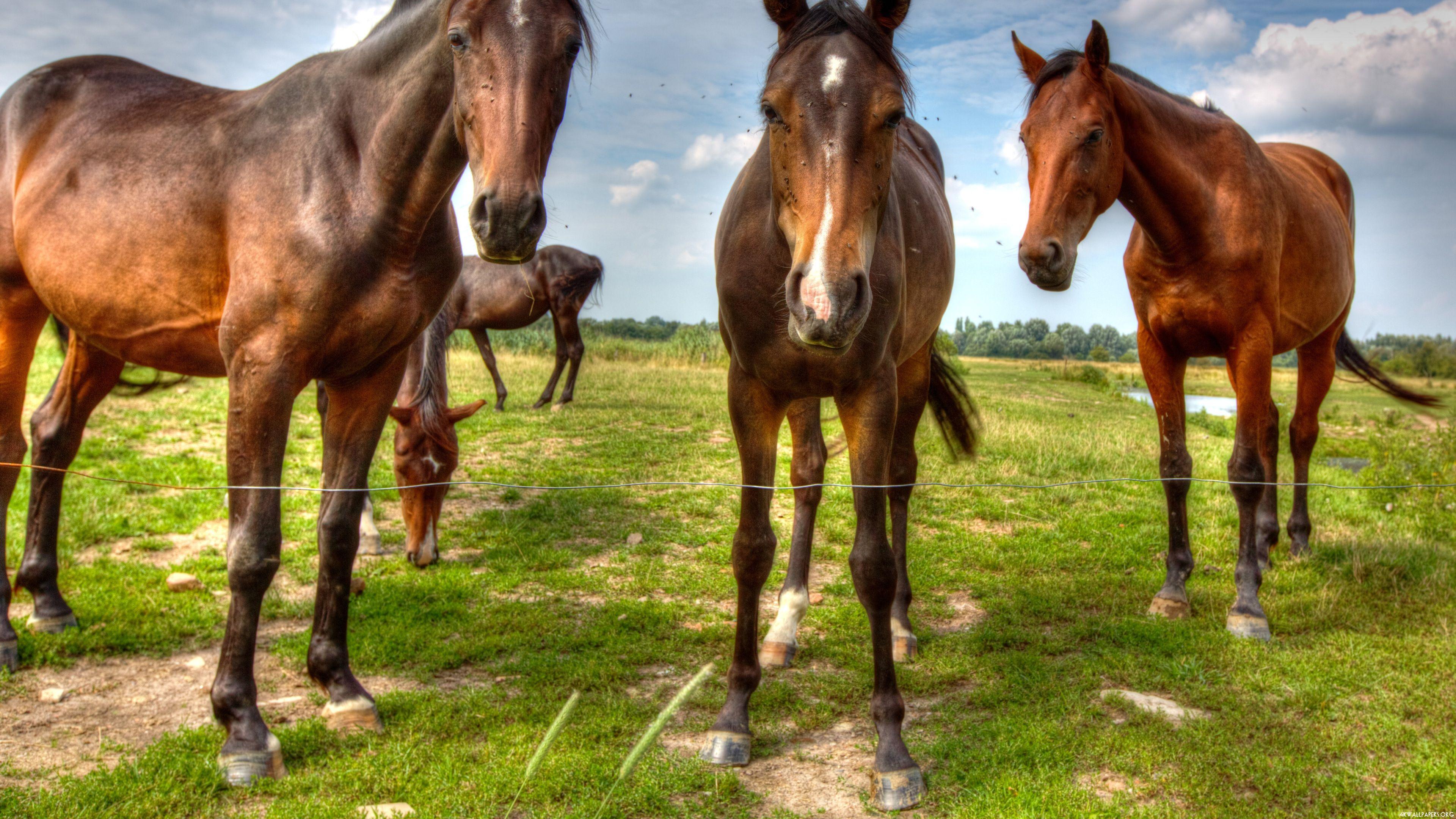 Horses 4k Wallpapers - Top Free Horses 4k Backgrounds - WallpaperAccess