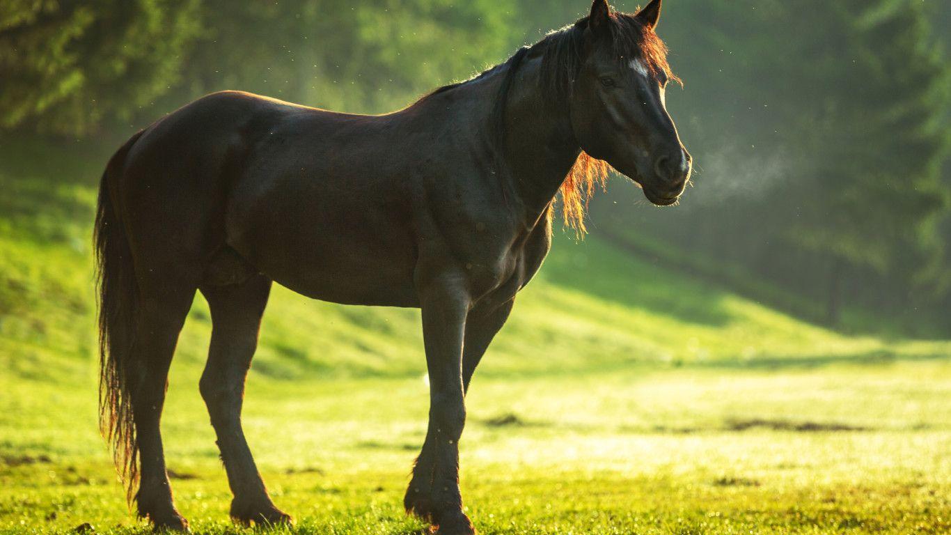 1366x768 Horse 4k 1366x768 Resolution HD 4k Wallpaper, Image