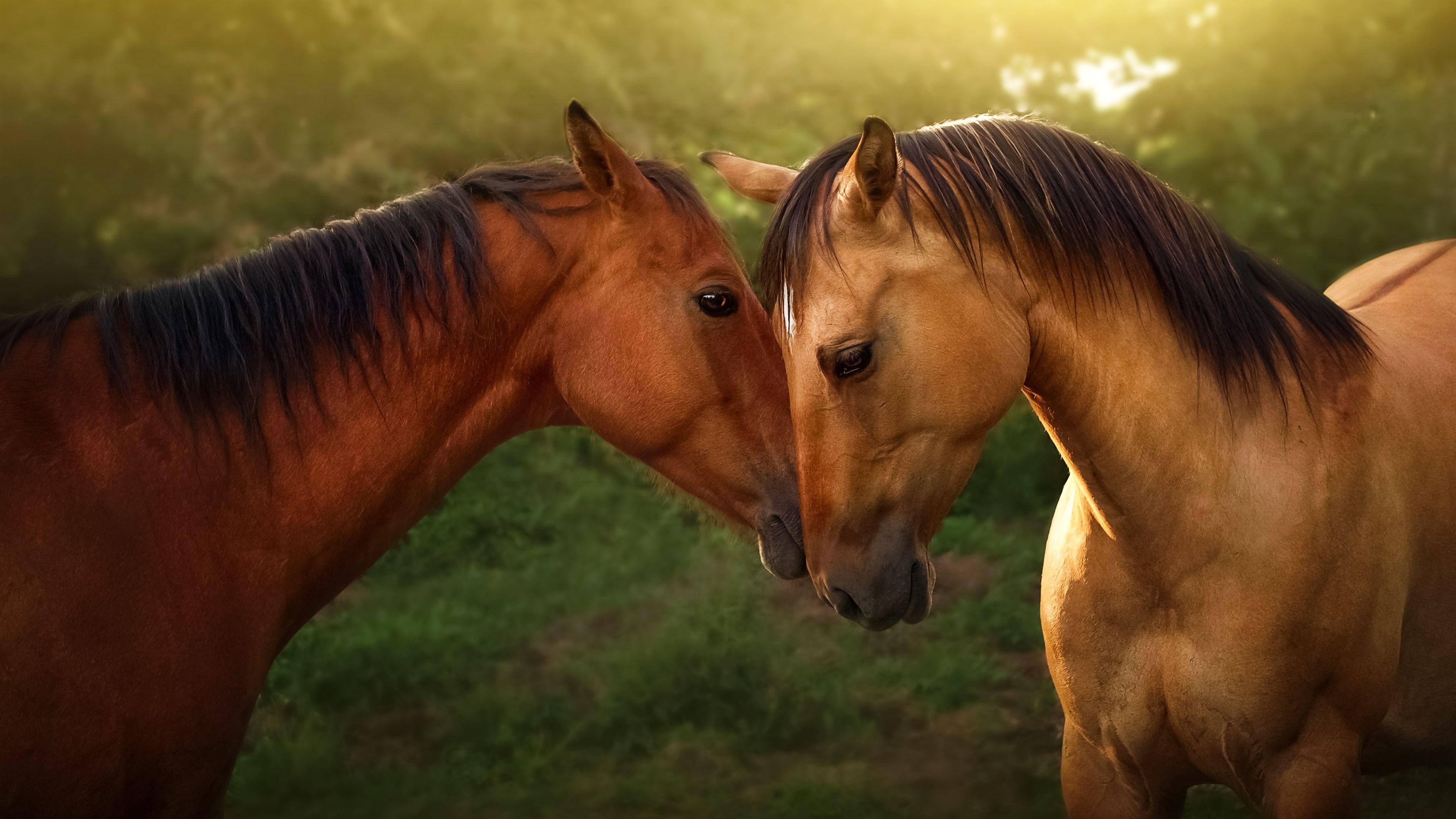 3840x2160 Horses HD Wallpaper & Background