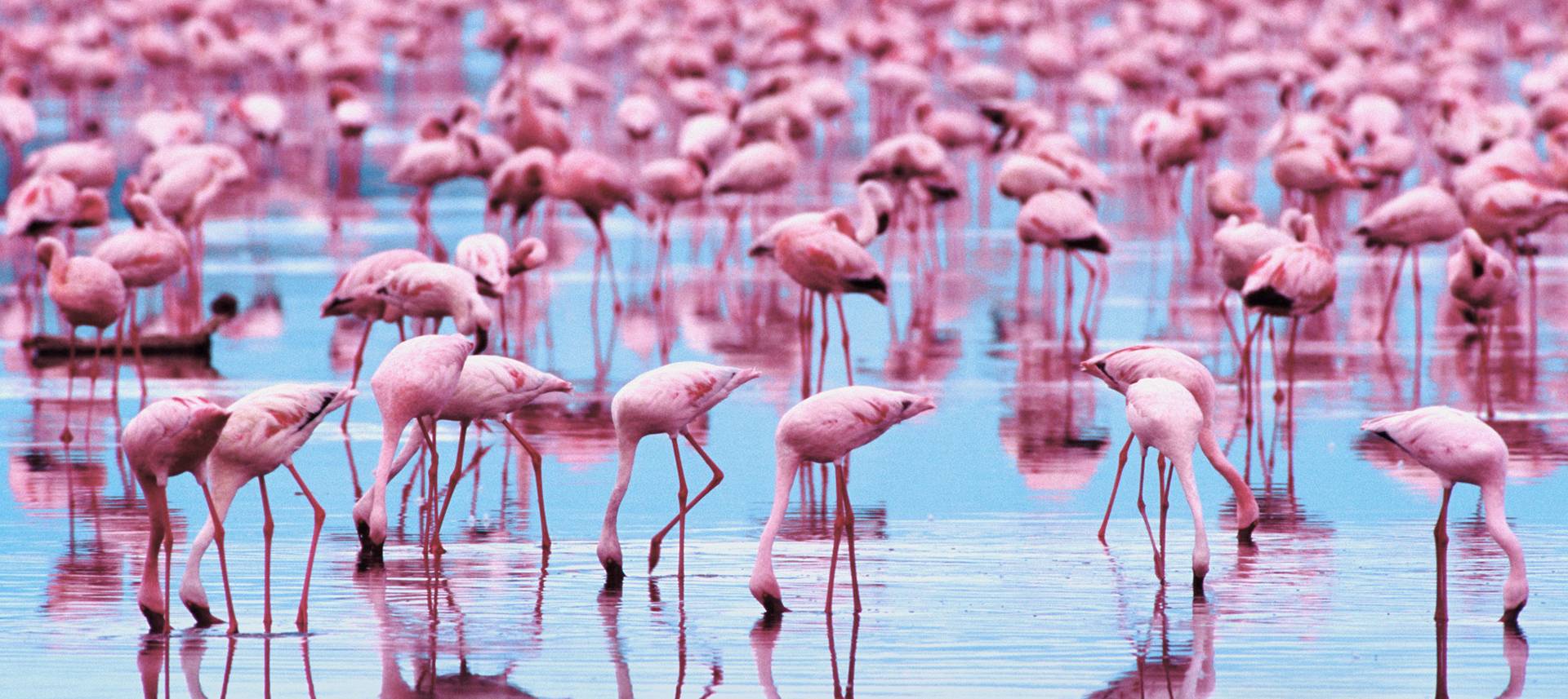 Pink Flamingo iPhone Wallpaper  17 Bright and Beautiful iPhone Wallpapers  That Scream Im Ready For Summer  POPSUGAR Tech Photo 18