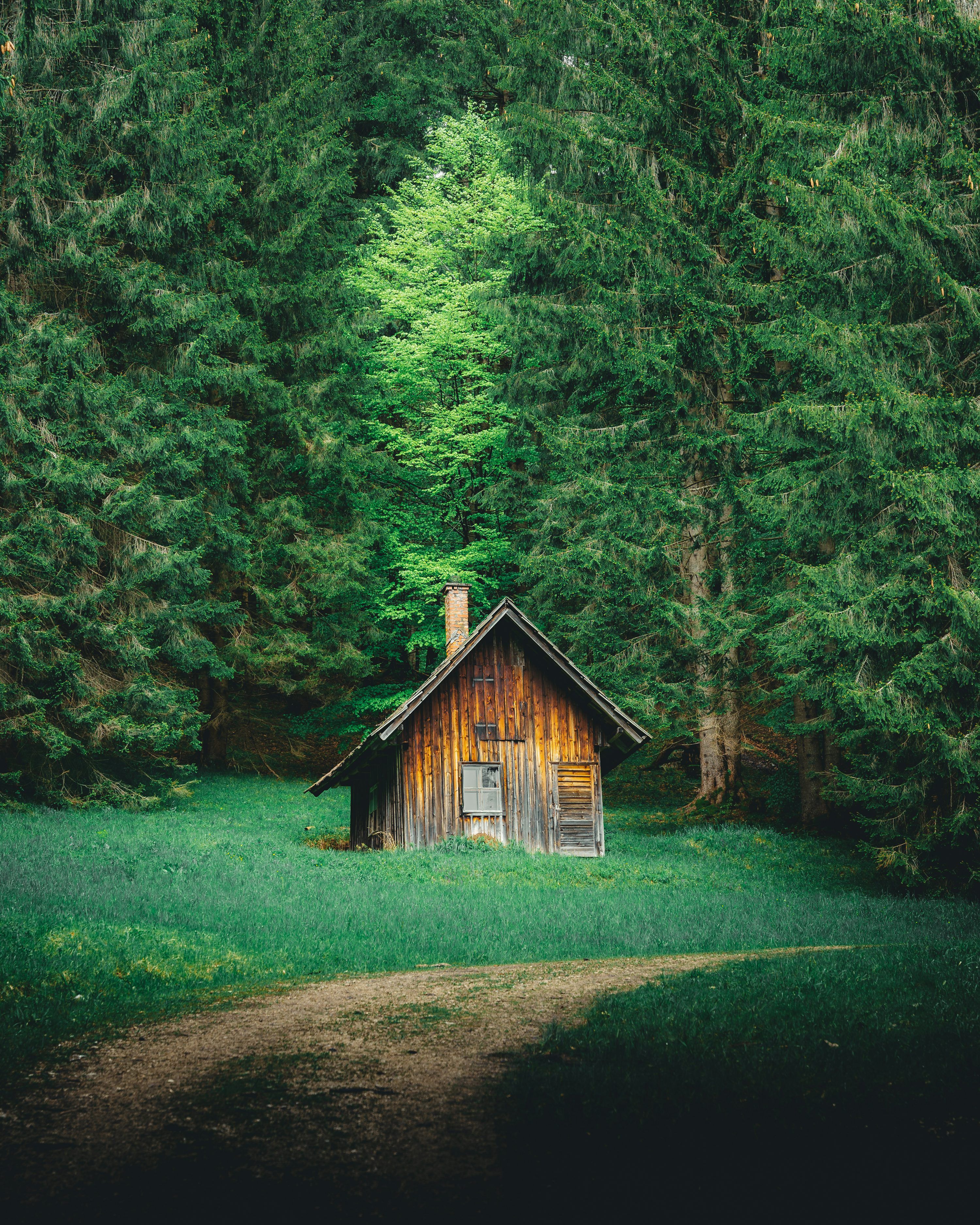 3000x3750 Brown wooden house in the middle of forest photo