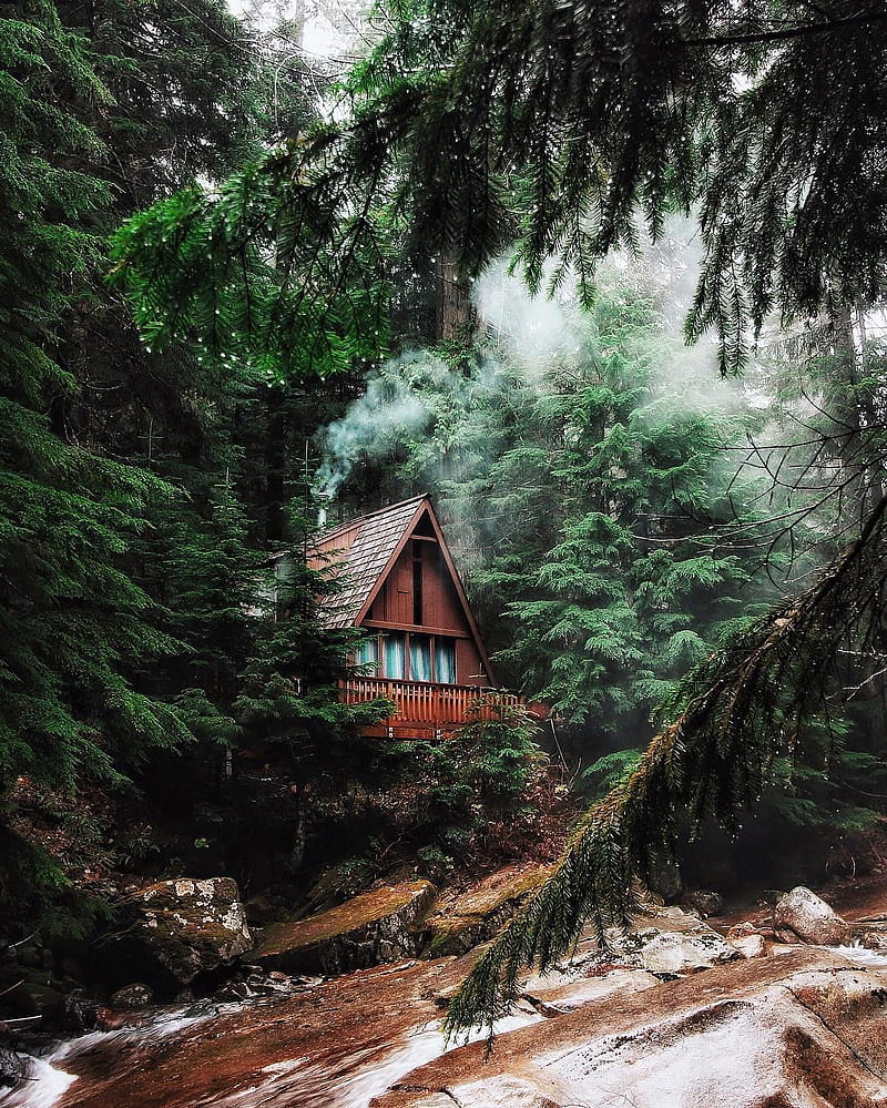 800x999 Forest, river, landscape, cabin, pine trees, wet, hut, deep forest, HD phone wallpaper