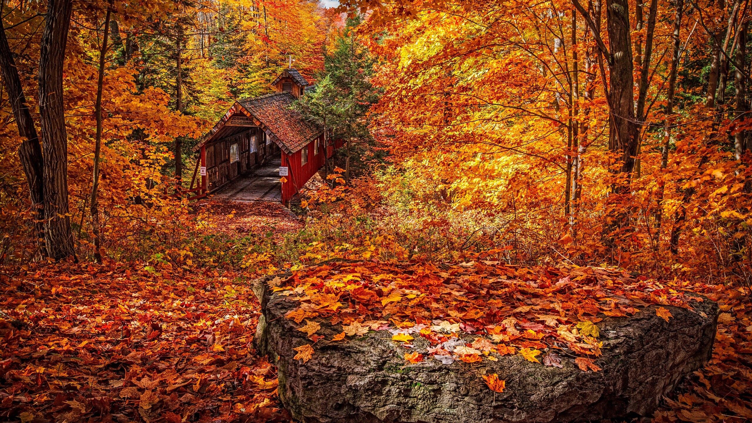 2560x1440 Beautiful Wood House And Yellow Red Green Autumn Fall Leaves Trees In Forest Background HD Nature Wallpaper