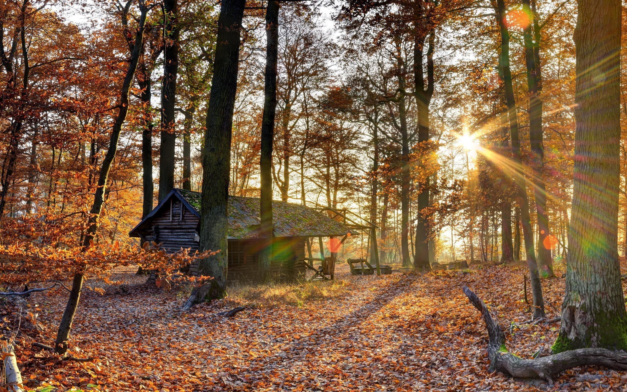 2560x1600 Wallpaper Brown Wooden House in The Woods During Daytime, Background Free Image