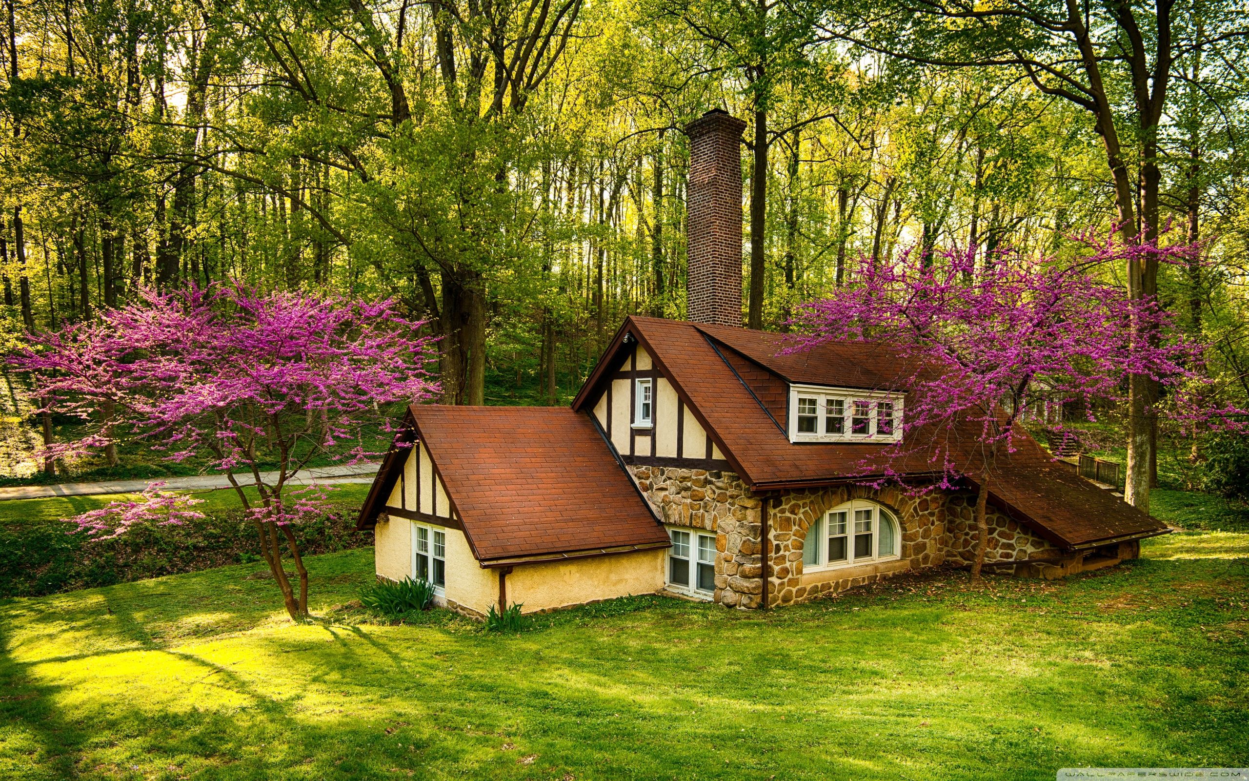2560x1600 Beautiful Forest House, Spring 4K UHD Wallpaper for UltraHD Desktop and TV : Widescreen and UltraWide Display : Smartphone and Tablet Devices
