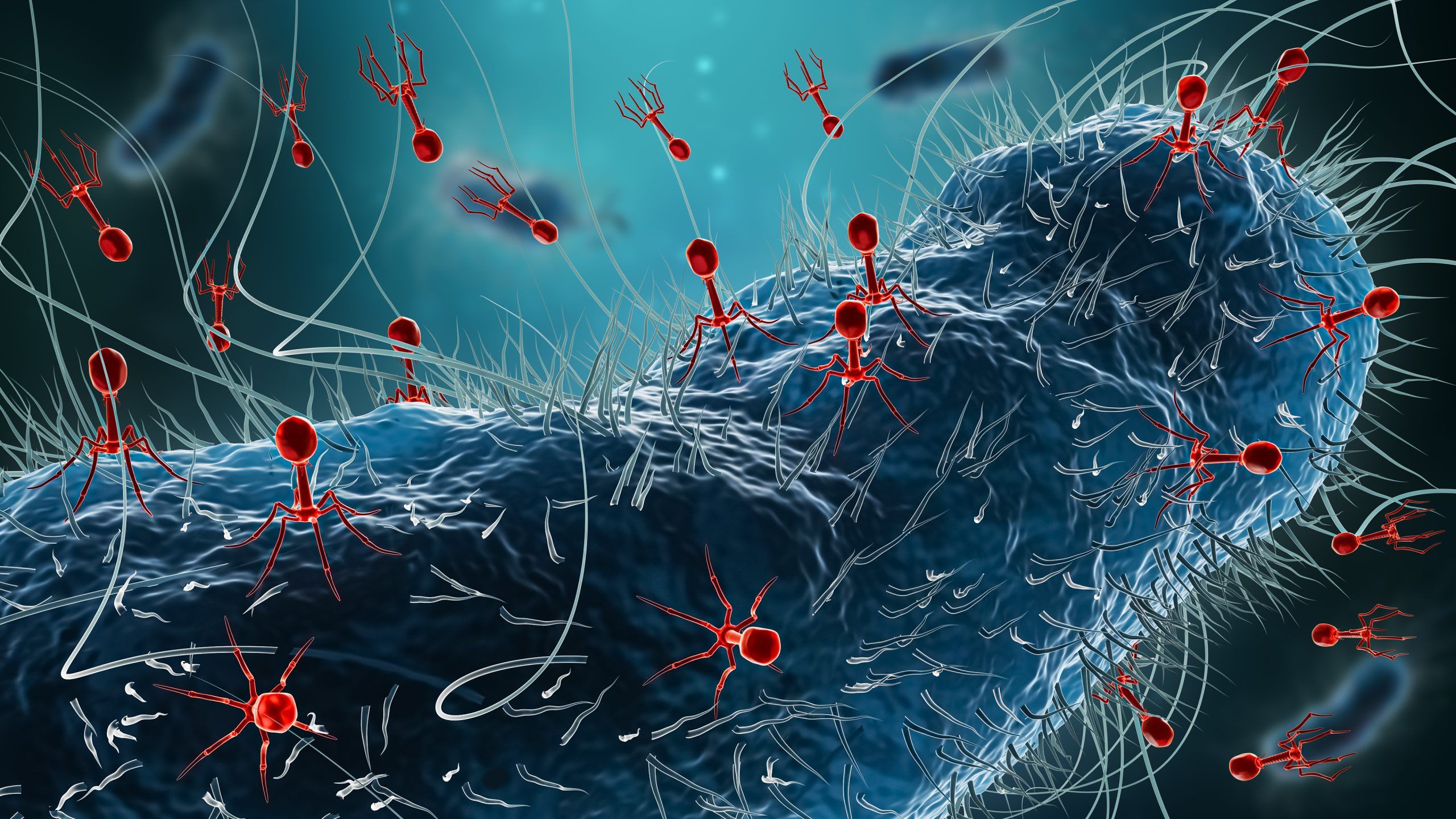 2560x1440 To Replicate, Viruses Balance Biophysical and Biochemical Signals to Initiate Lysis