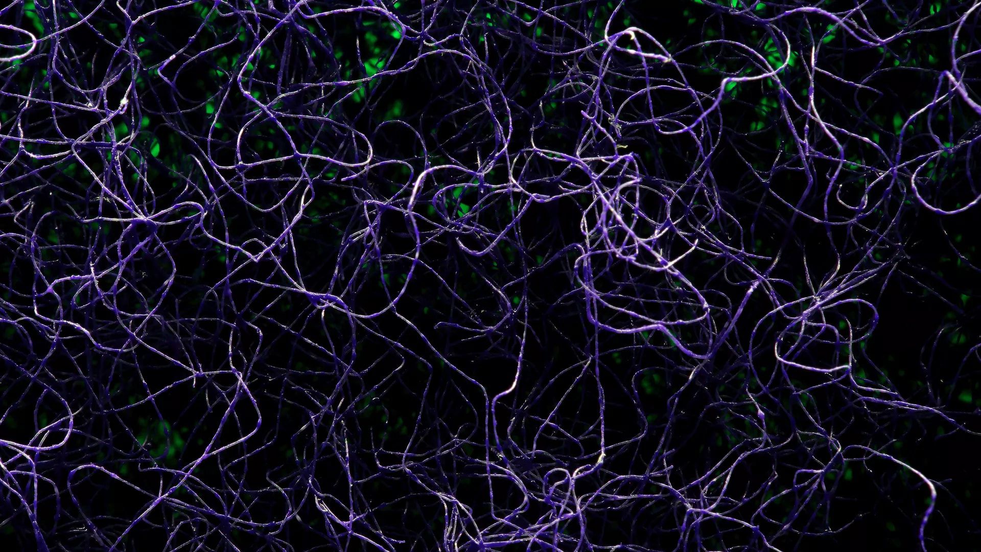 1920x1080 Bridging Computation, Biophysics, Medicine, and Engineering in Neural Circuits. Frontiers Research Topic