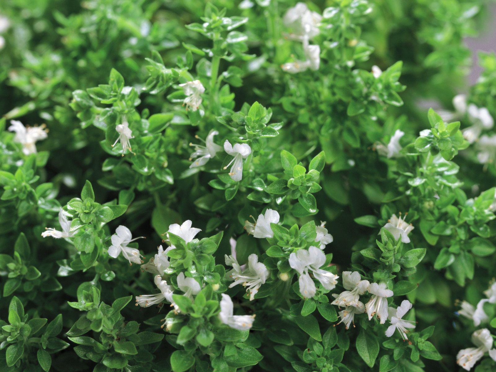 1600x1200 Herbal Life : Herb Elelments, Natural Herbs , Herbal Plant, Herbal