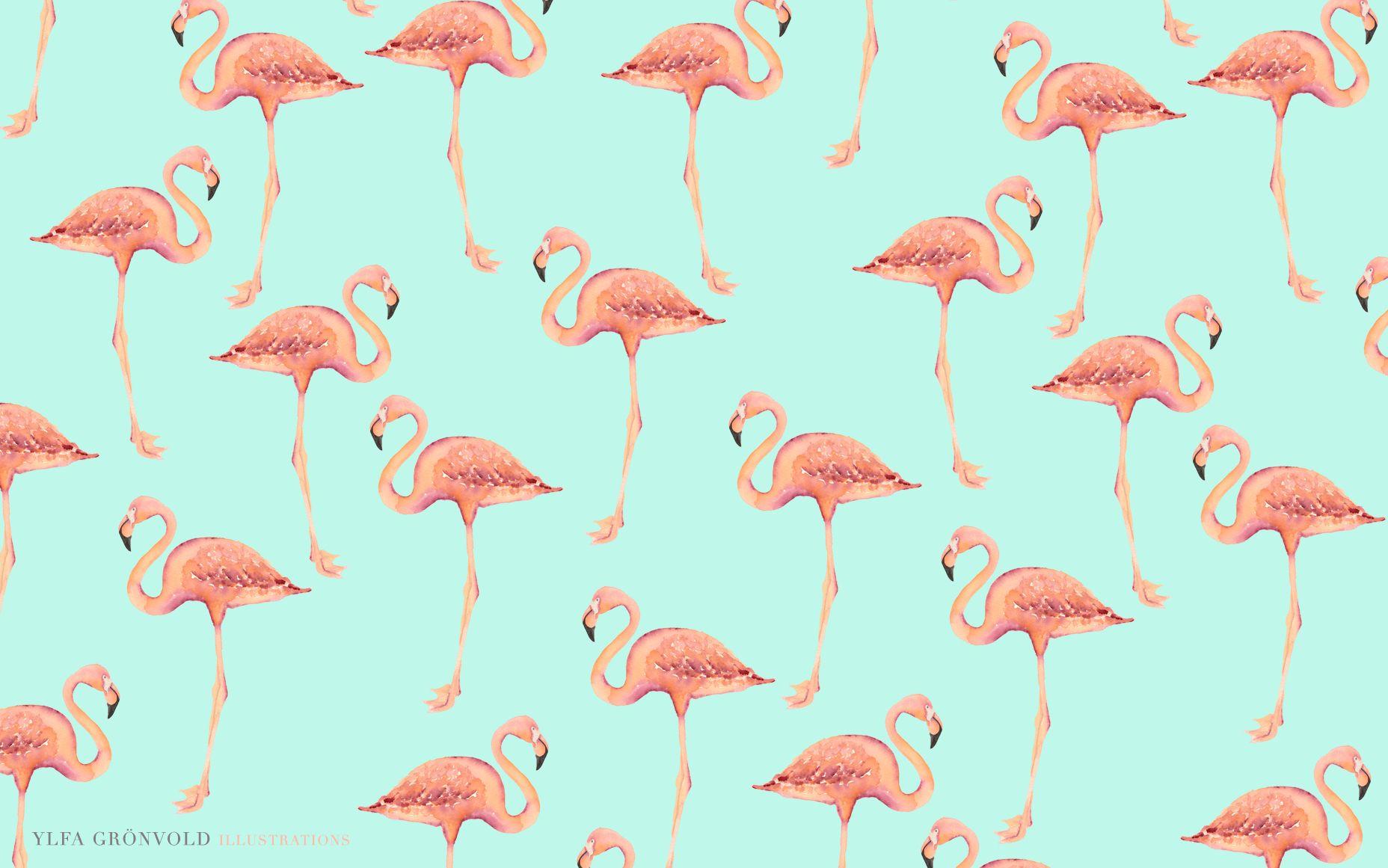 1856x1161 Nền chim hồng hạc.  Hình nền Flamingo màu hồng, Hình nền Flop Flop Flamingo và Hình nền Flamingo Las Vegas