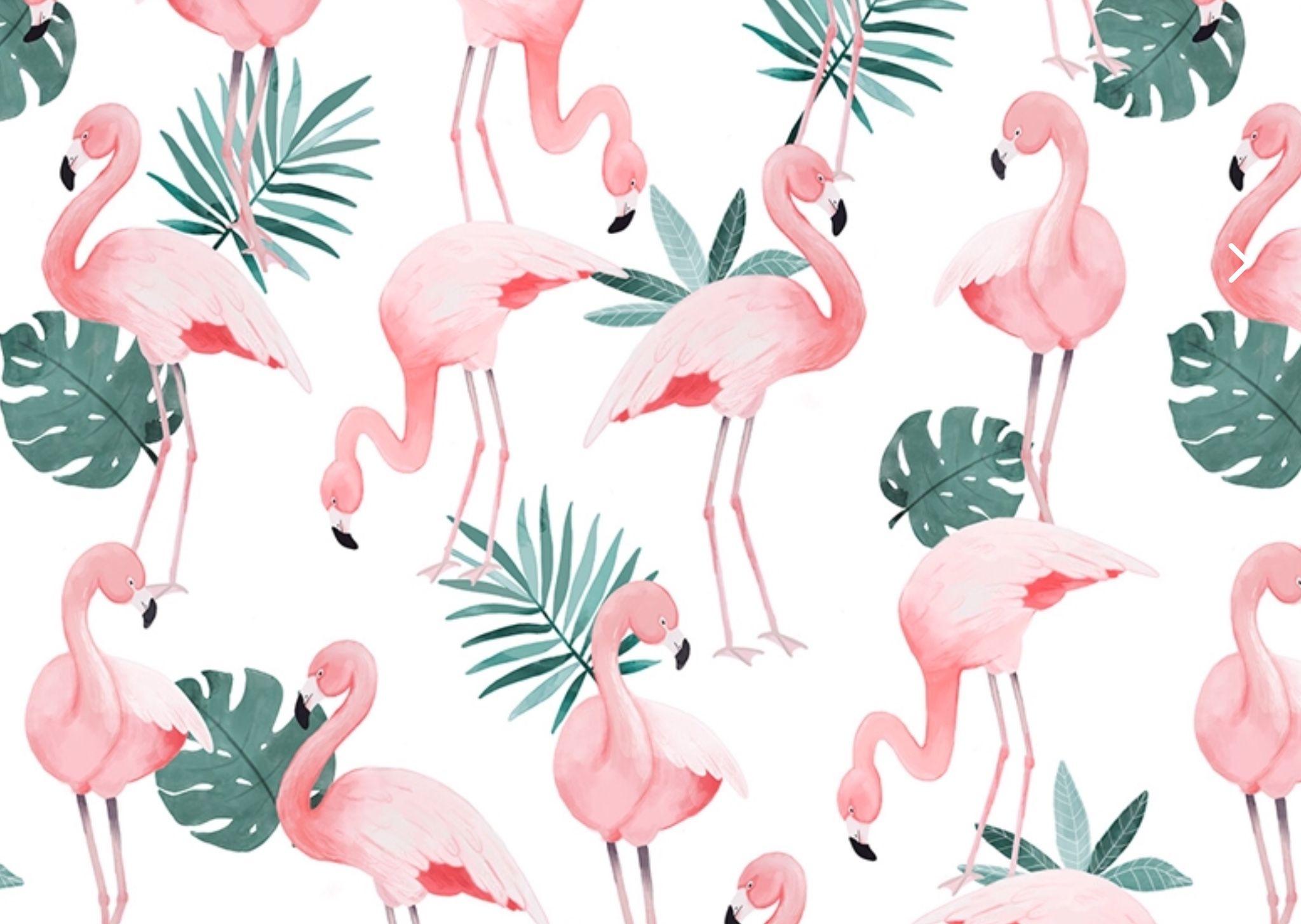 Flamingo Laptop Wallpapers - Top Free Flamingo Laptop Backgrounds -  WallpaperAccess