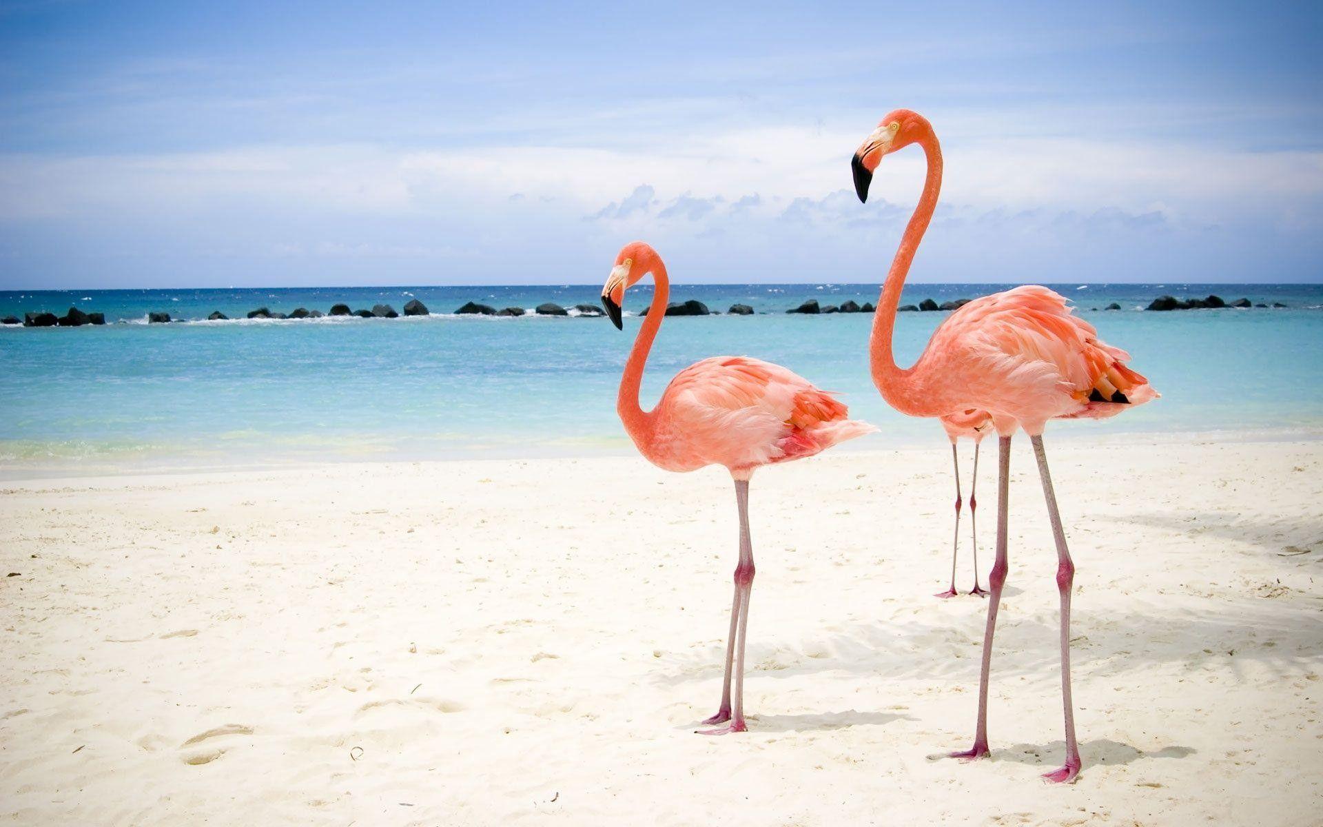 1920x1200 Flamingo Wallpaper