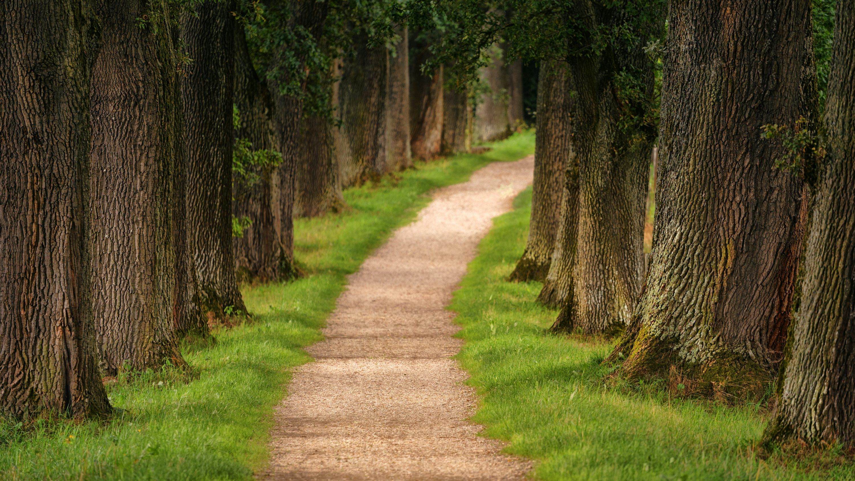 3000x1687 Narrow Path Picture. Download Free Image