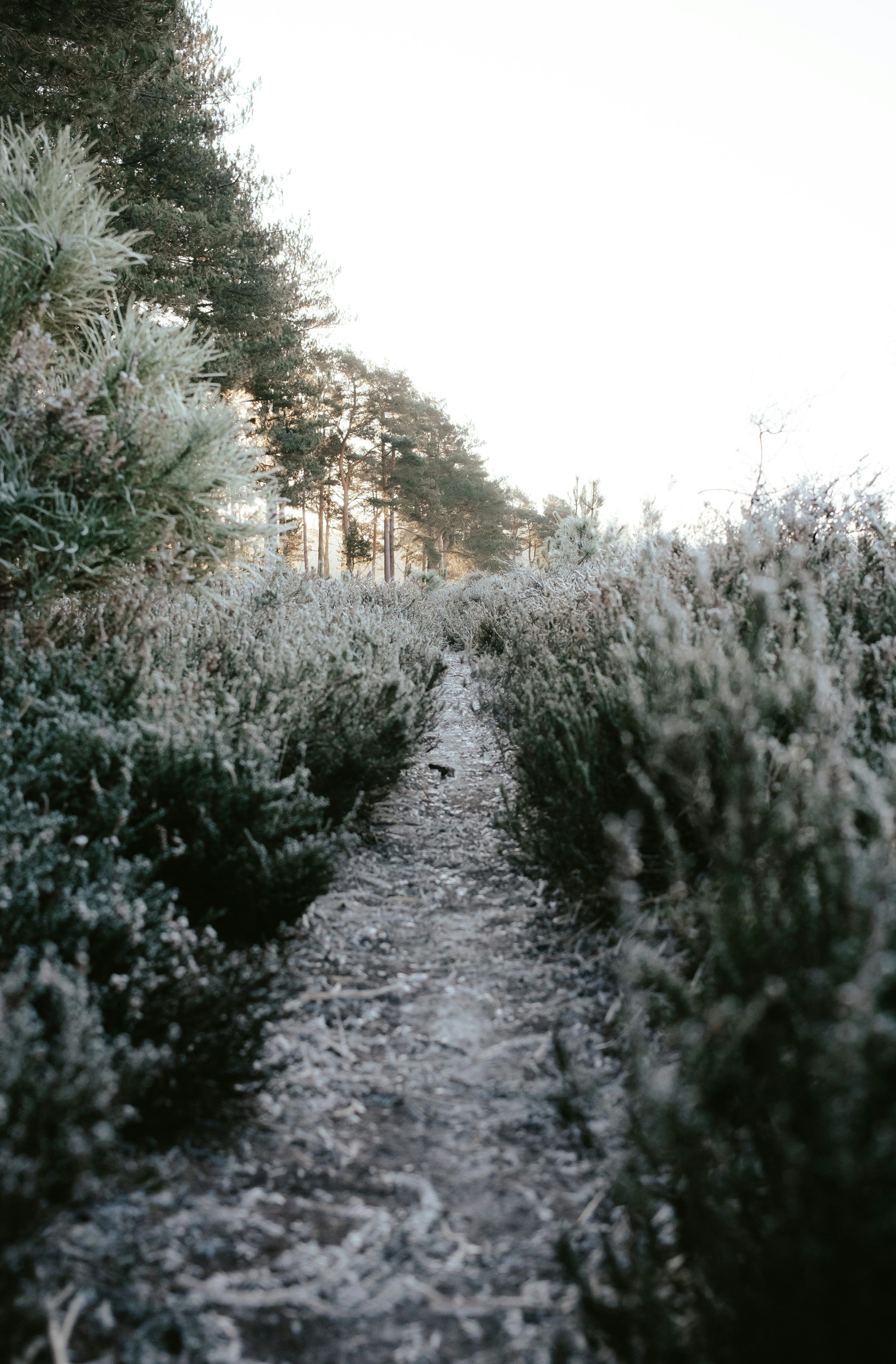 3000x4566 A path in the middle of some bushes photo