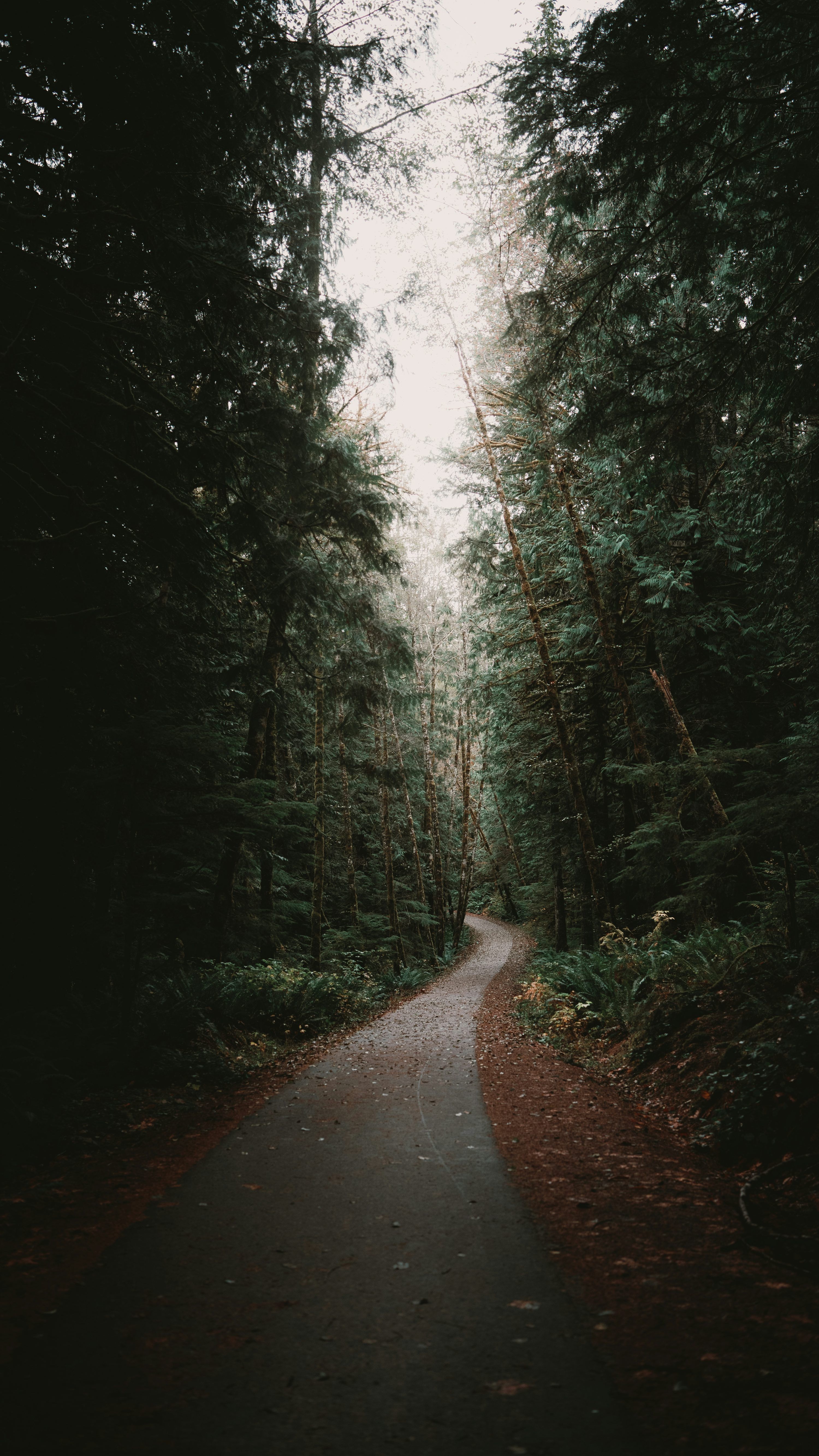 3000x5330 A winding path through a dark forest. photo